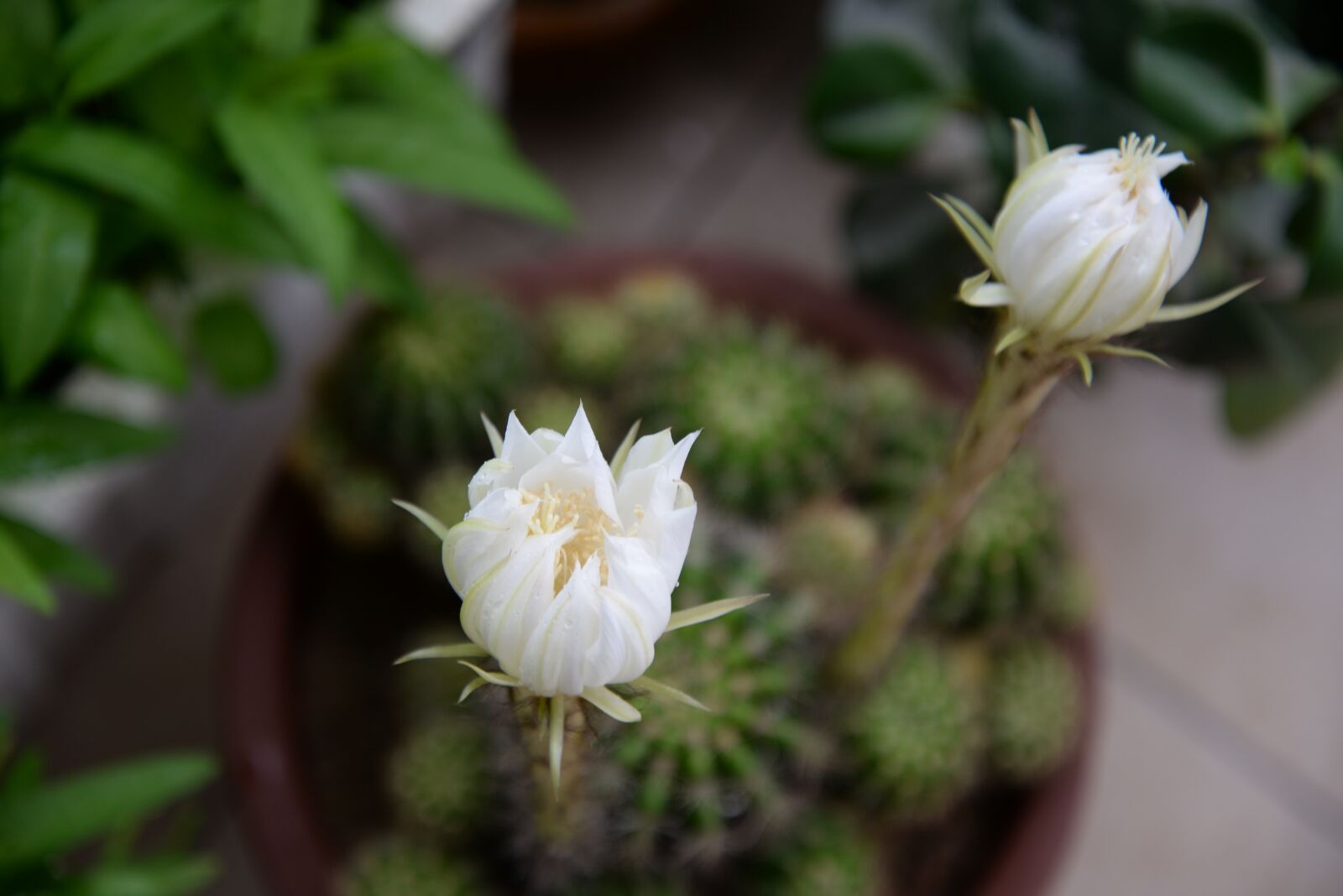 Nikon D610 sample photo. Plant, flower, prickly pear photography