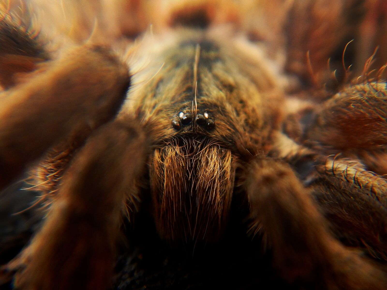 Nikon Coolpix AW110 sample photo. Spider, tarantula, web photography