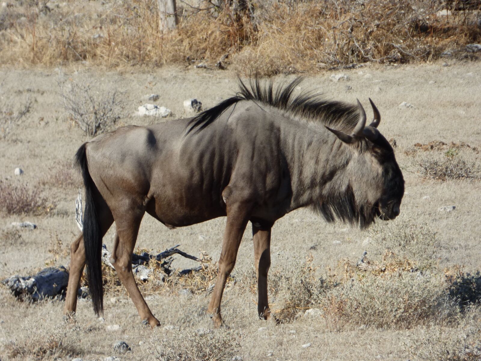 Panasonic DMC-FZ72 sample photo. Wildlife, wildebeest, namibia photography