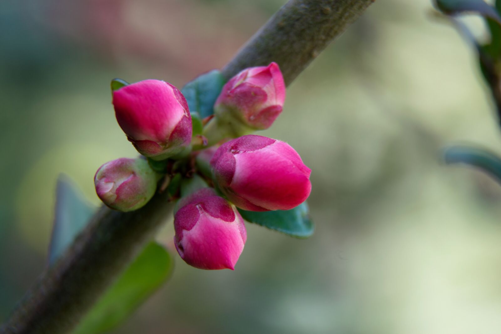 Nikon D5300 sample photo. Quince, spring, tree photography