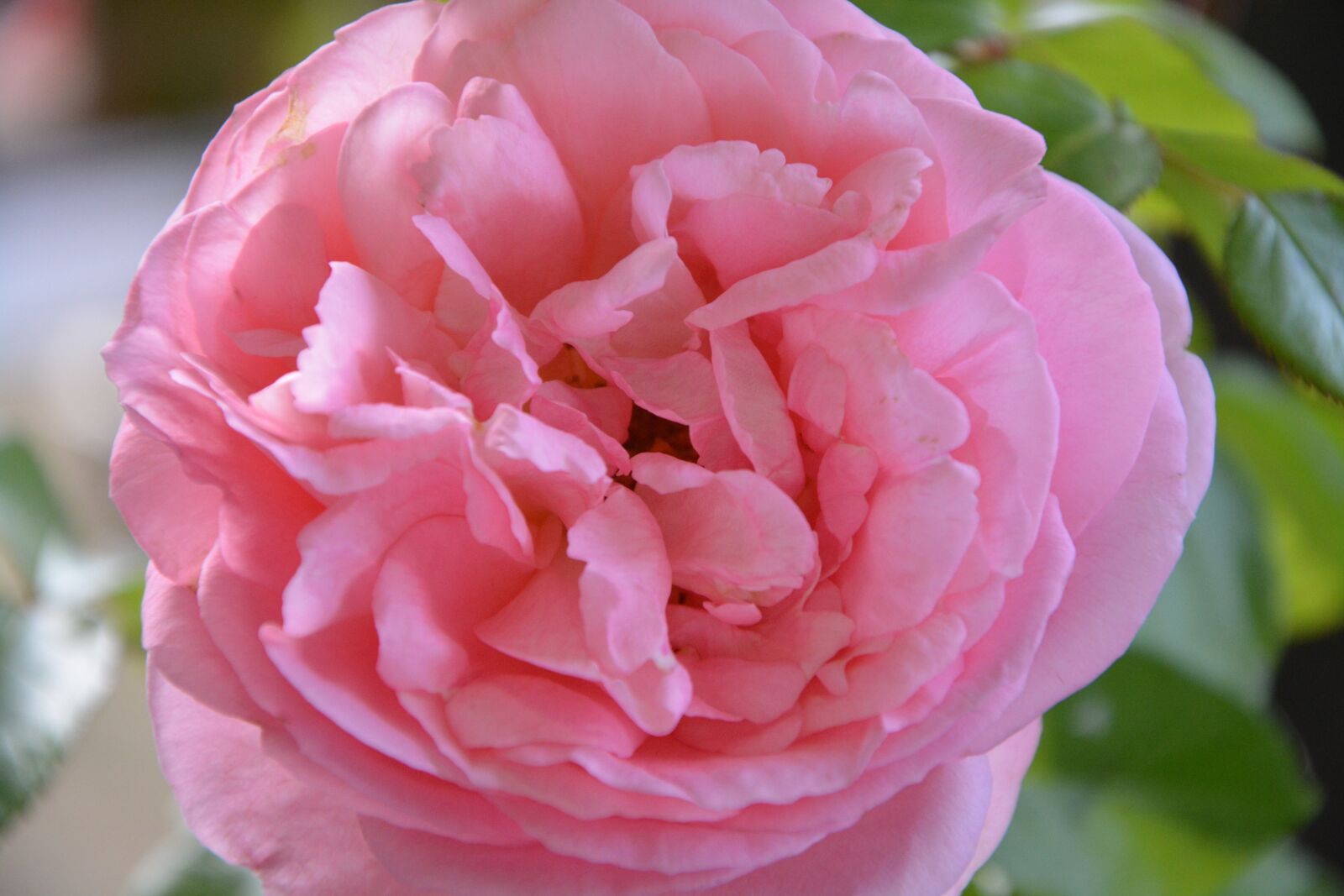 Nikon D5200 sample photo. Pink, color pink, garden photography