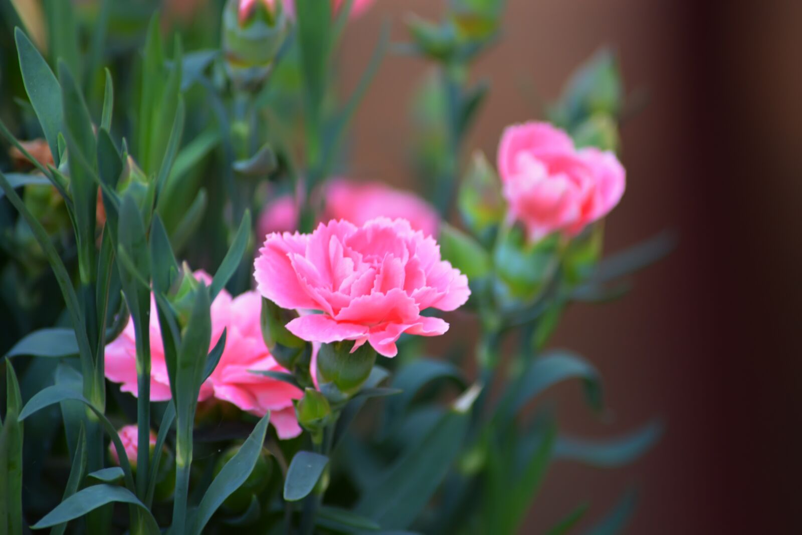 Nikon D5200 sample photo. Flowers, summer, spring photography