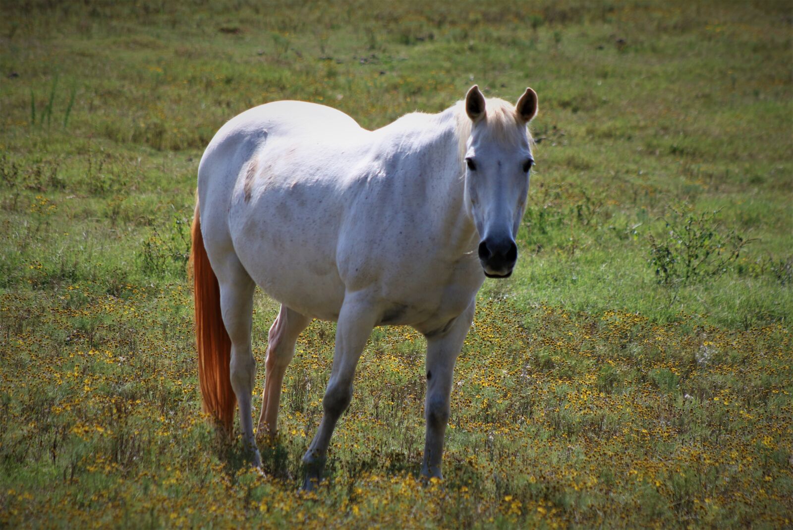 Canon EF75-300mm f/4-5.6 sample photo. Horse, farm, rural photography