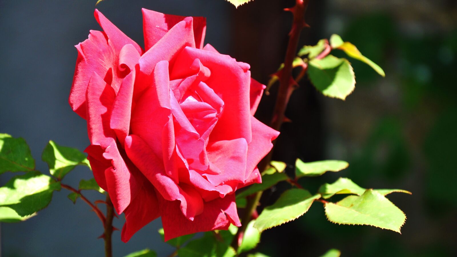 Nikon D90 sample photo. Rose, spring, pink photography