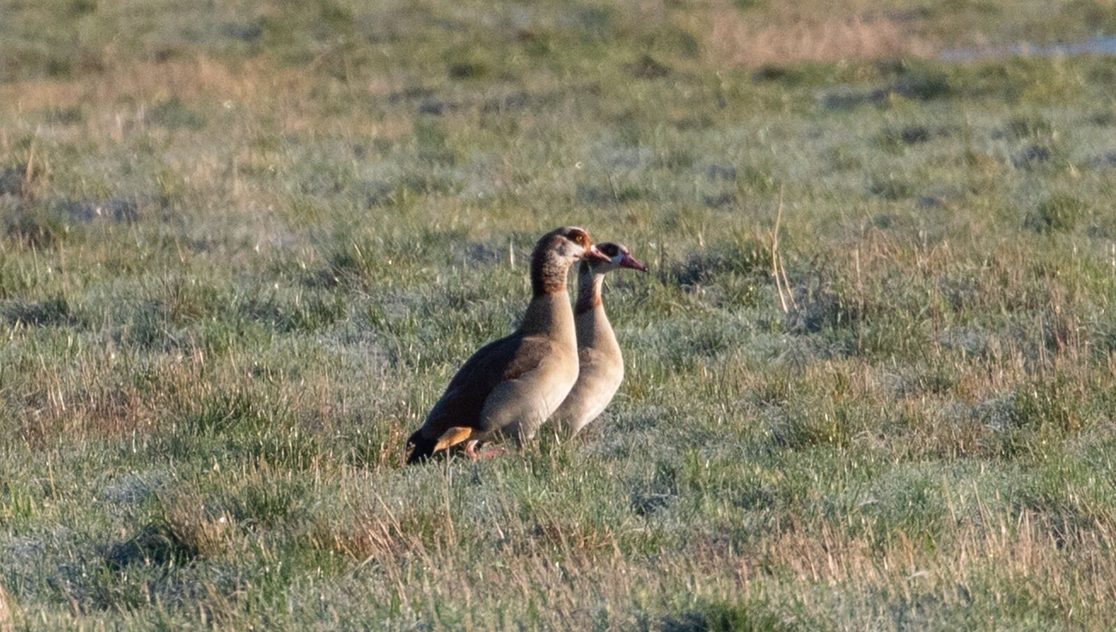 Canon EOS 7D Mark II sample photo. Egyptian geese, geese, feeding photography