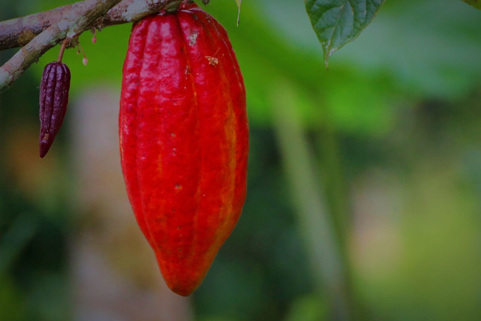 Canon EOS 80D sample photo. Cacao pod, cacao fruit photography