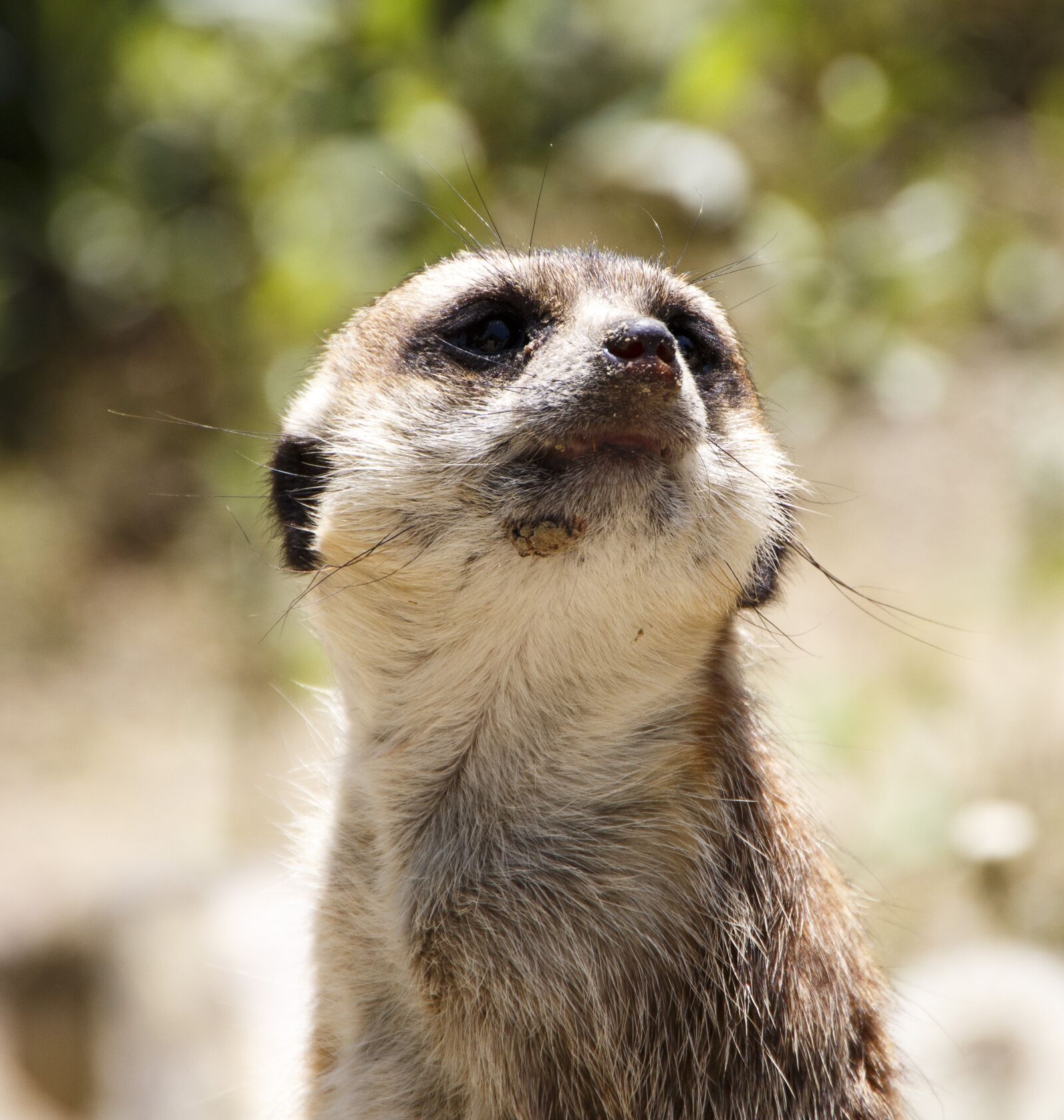 Canon EOS 700D (EOS Rebel T5i / EOS Kiss X7i) sample photo. Animals, meerkat, zoo photography