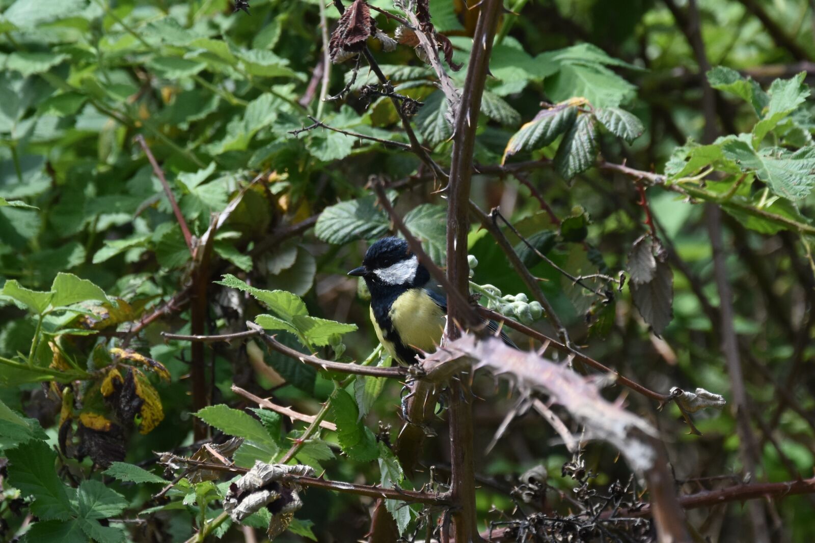 Nikon D7200 sample photo. Great tit, bird, nature photography