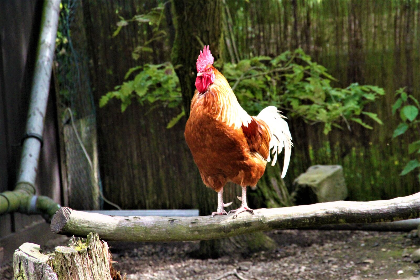 Canon EOS 500D (EOS Rebel T1i / EOS Kiss X3) sample photo. Hahn, farm, bird photography