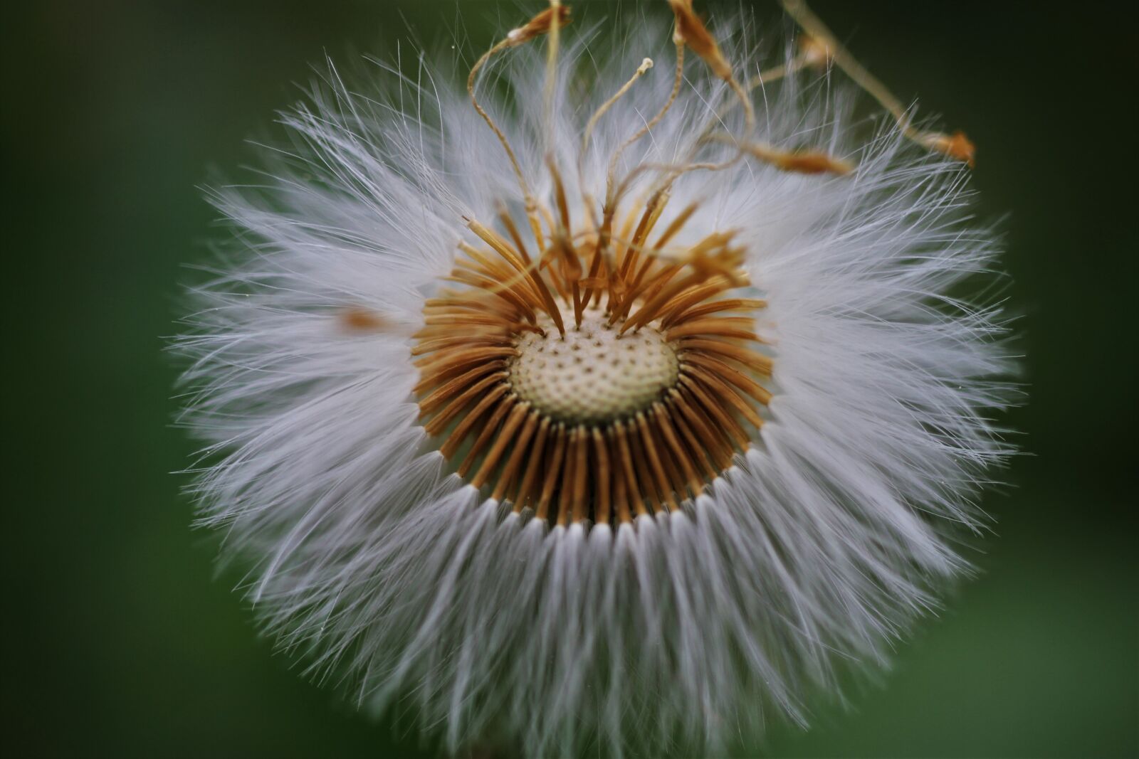 Canon EF-S 35mm F2.8 Macro IS STM sample photo. Dandelion, seeds, white photography