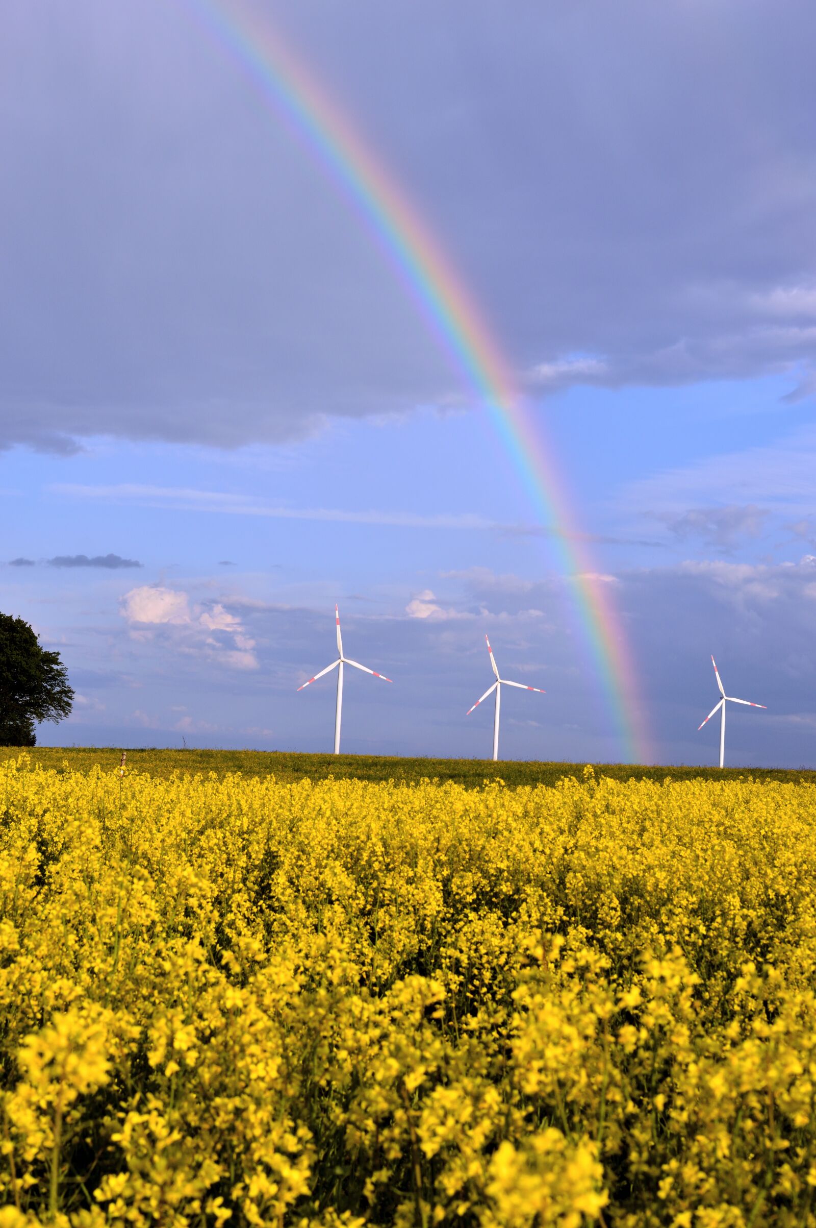 Nikon D3200 sample photo. Rainbow, rapeseed, raps photography