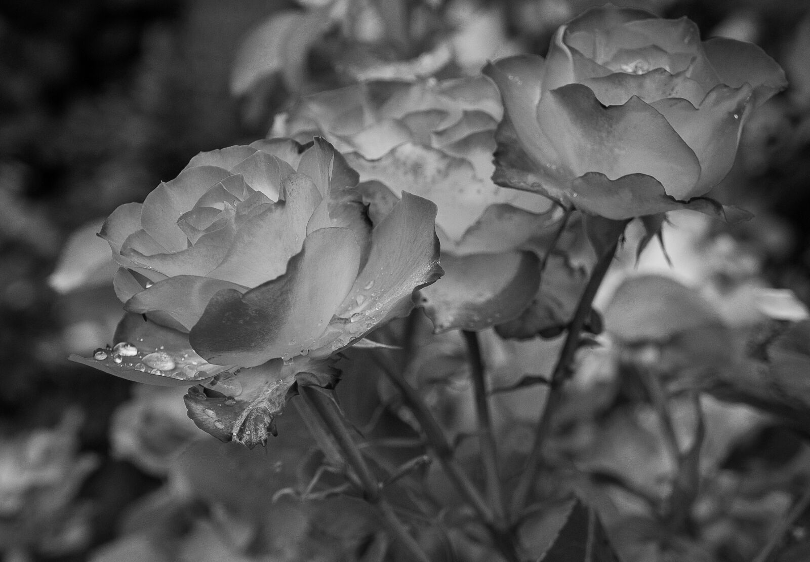 Sony Alpha NEX-3 + Sony E 18-55mm F3.5-5.6 OSS sample photo. Pink, garden, rain photography