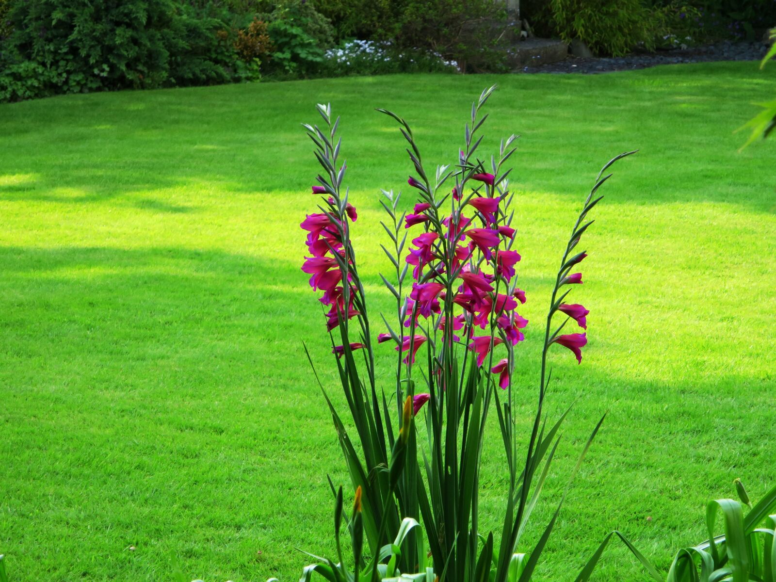 Canon PowerShot S120 sample photo. Flower, garden, red flower photography