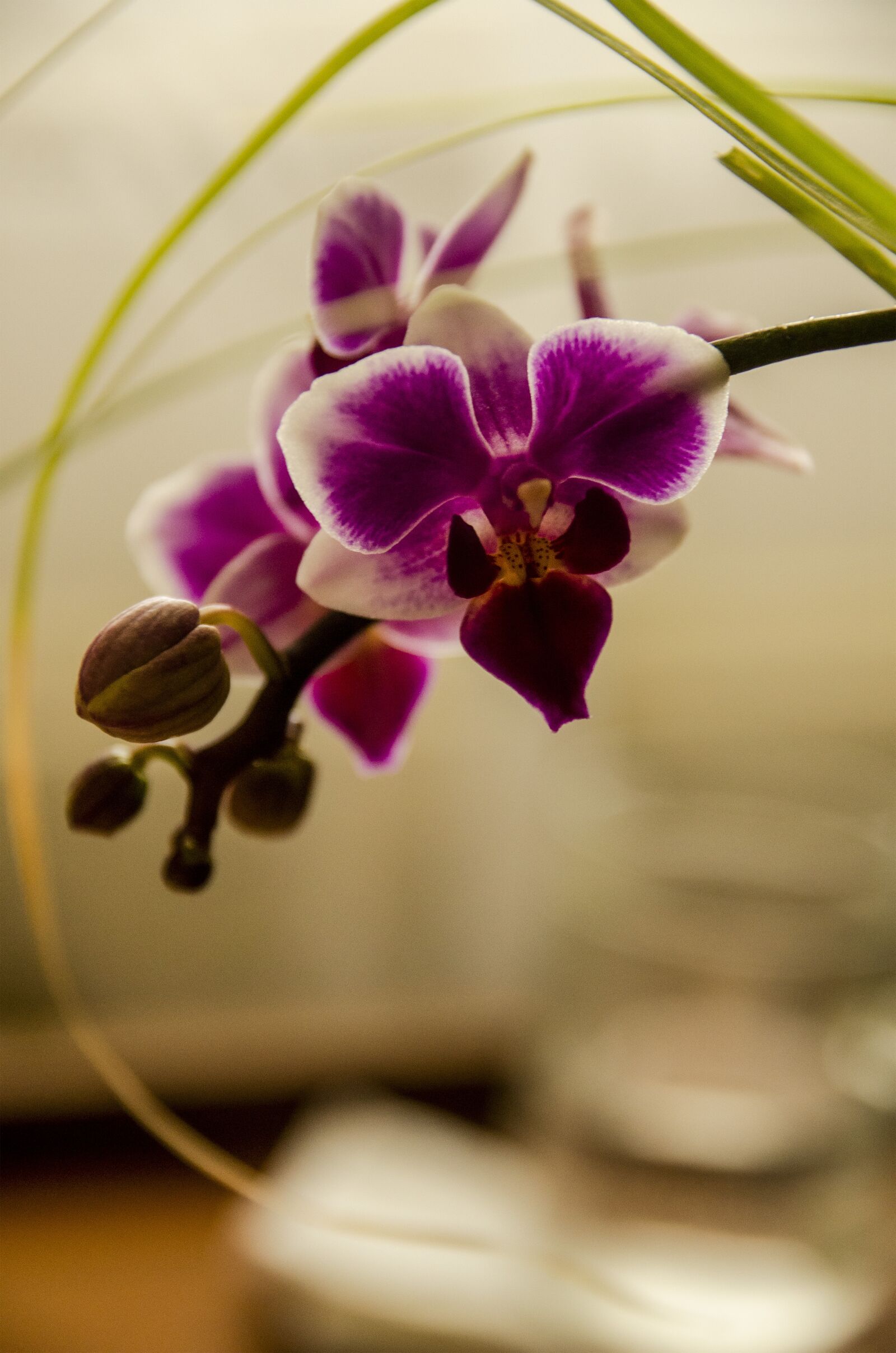 Nikon D7000 sample photo. Orchid, flower, close-up photography