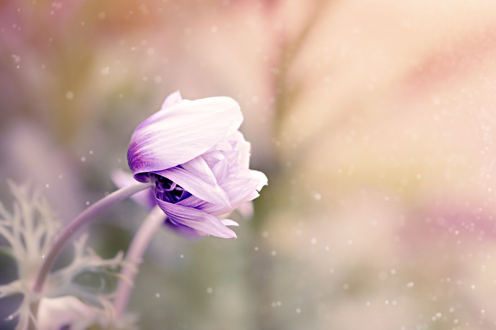 Nikon D7100 sample photo. Anemone, flower, violet-white photography