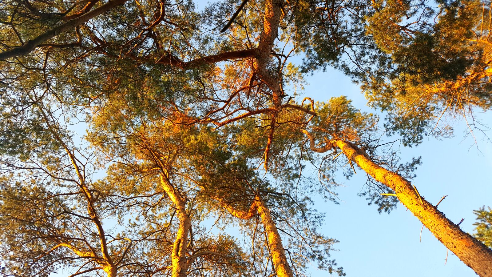 Samsung Galaxy S6 sample photo. Trees, sunlight, sunshine photography