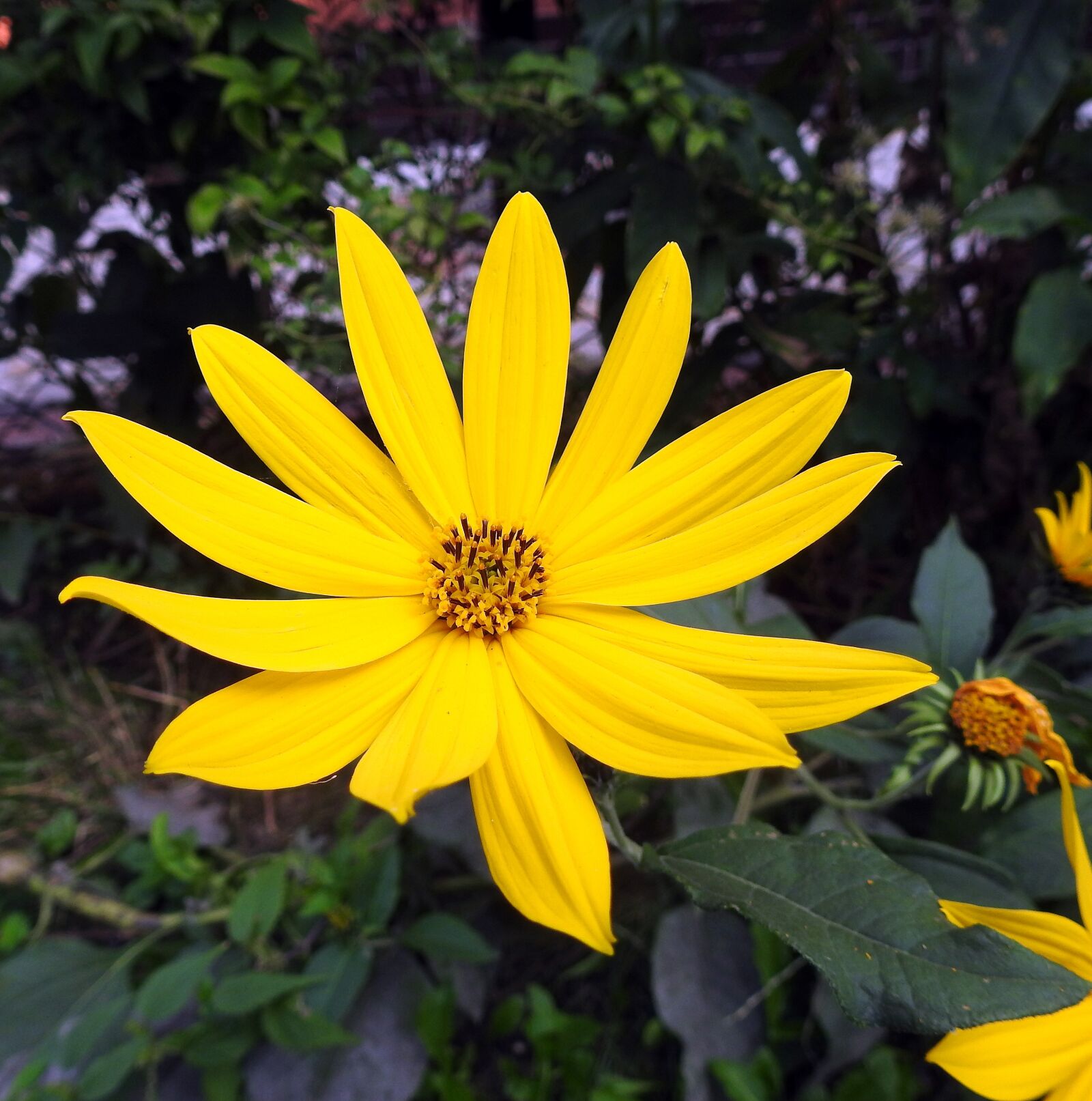 Nikon Coolpix P900 sample photo. Słoneczniczka, flower, yellow photography