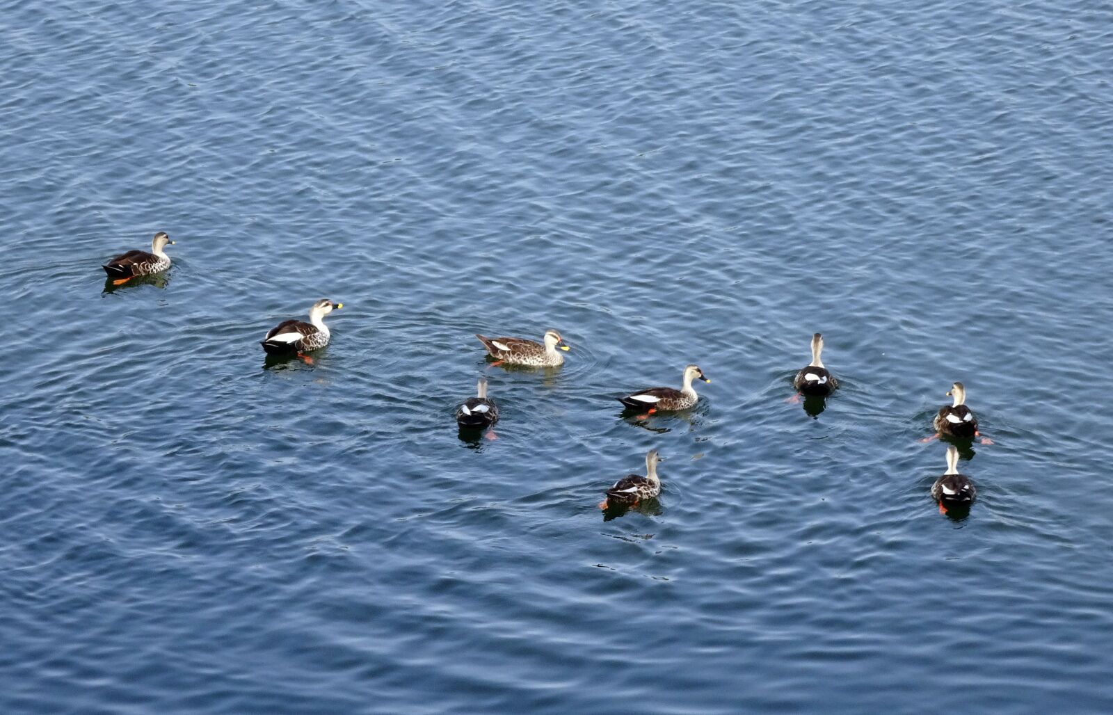 Sony Cyber-shot DSC-HX90V sample photo. Duck, bird, waterfowl photography