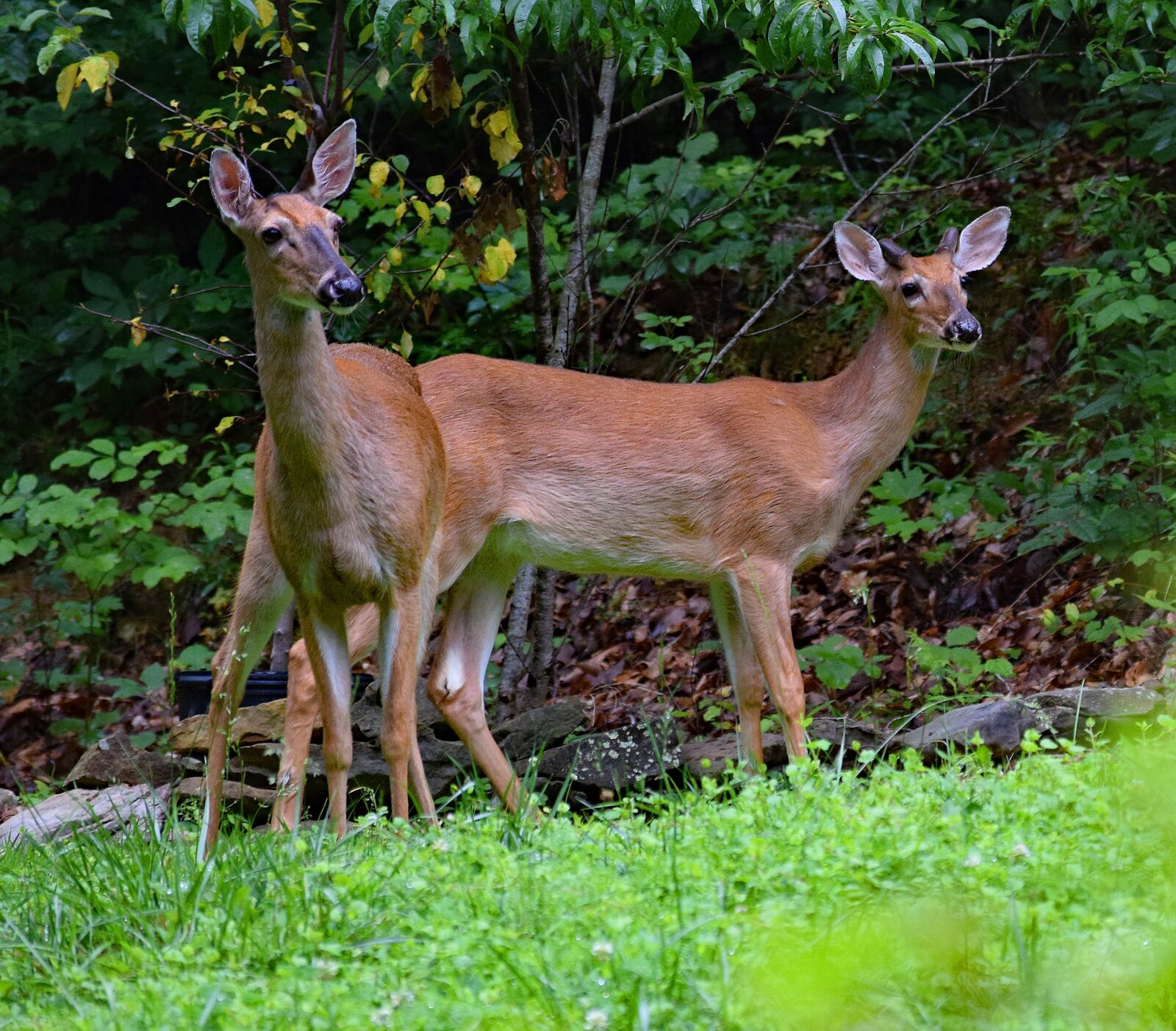 Nikon D3300 sample photo. Deer pair, deer, white-tailed photography