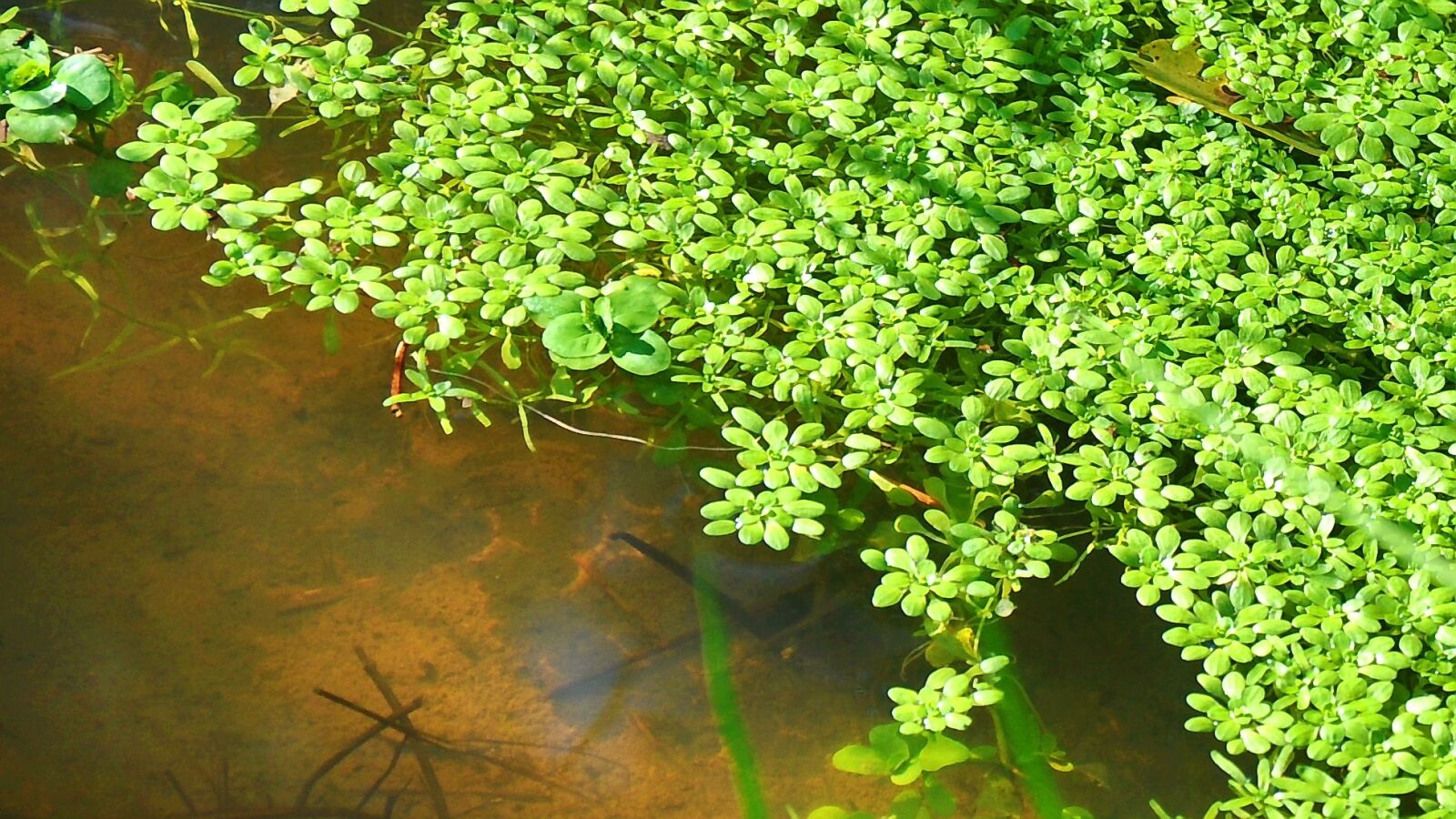 Nikon D90 sample photo. Sunlight, nature, green photography