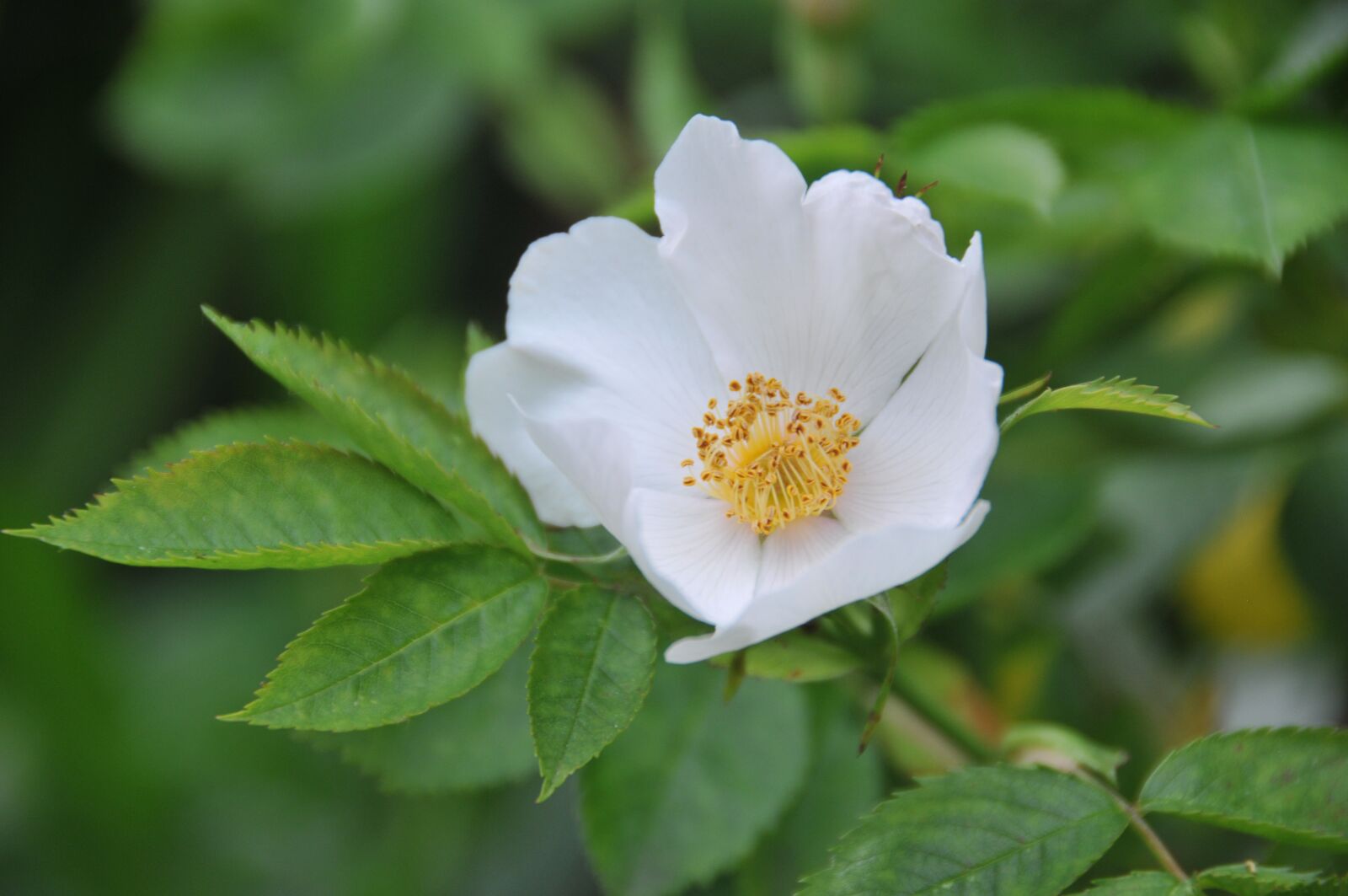 Nikon D300 sample photo. Rose, flower, white photography