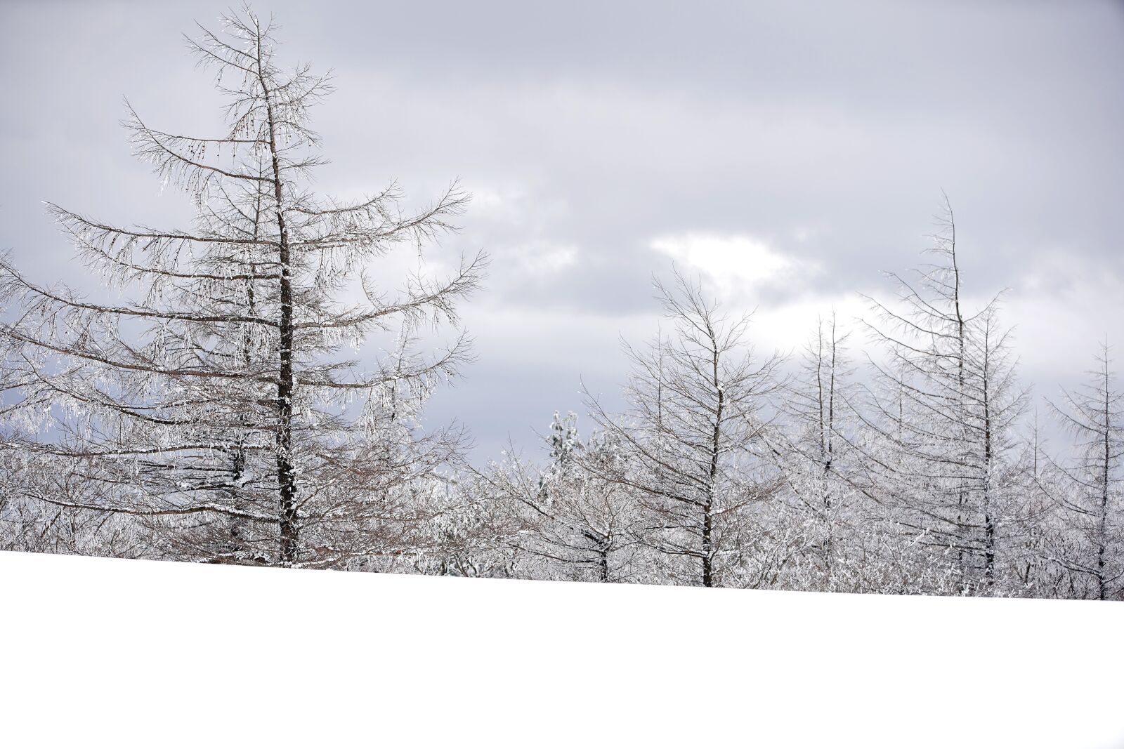 Canon EF 70-200mm F2.8L USM sample photo. Snow, white, winter photography