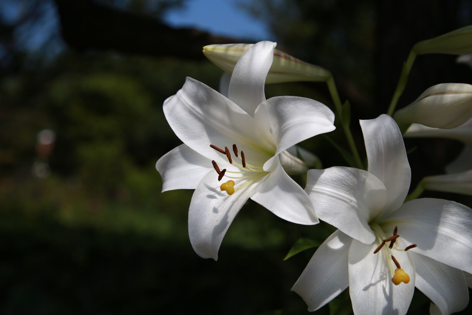 Canon EOS 6D + Canon EF 24-105mm F4L IS USM sample photo. Lily, nature, plants photography