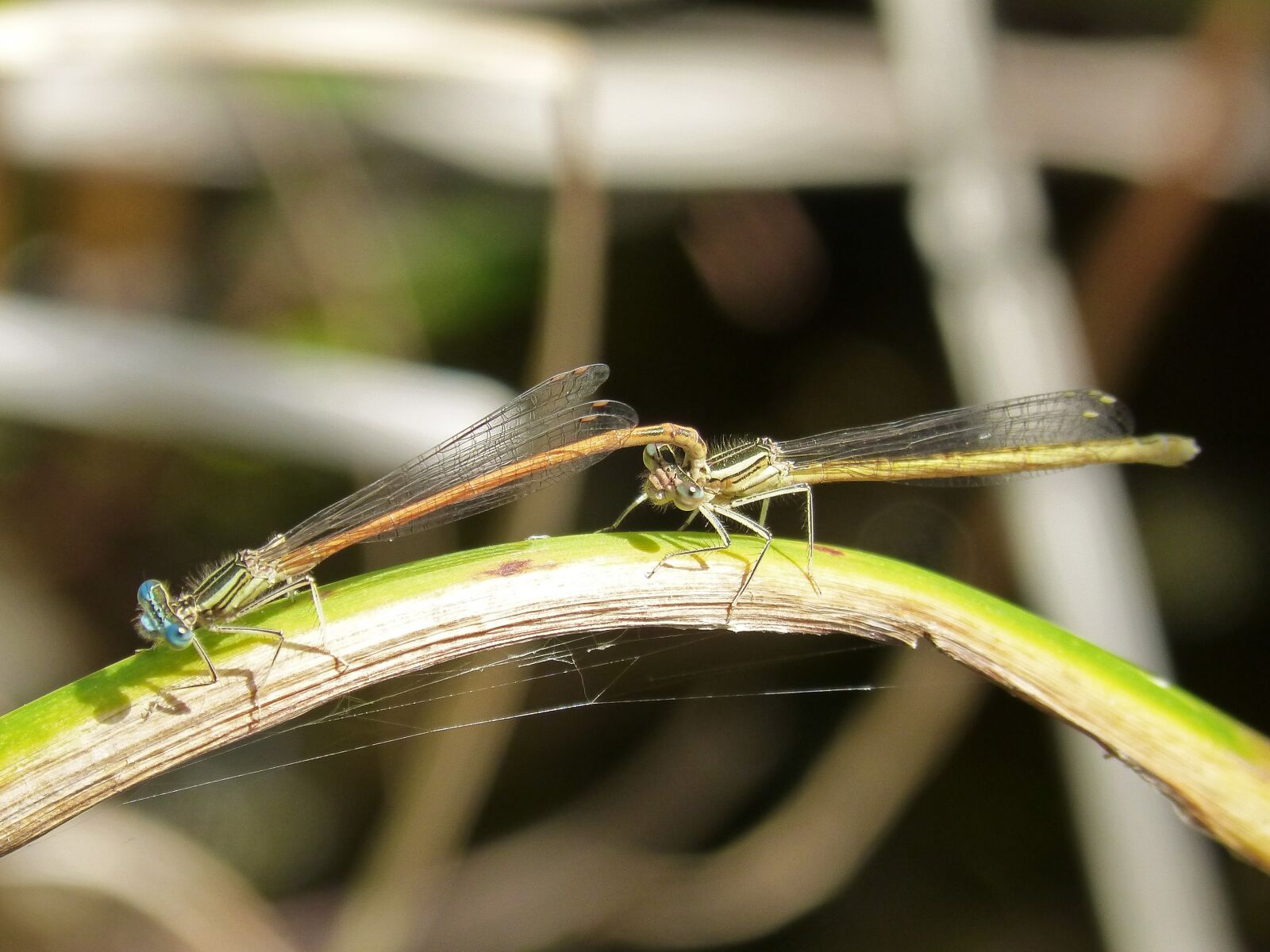 Panasonic DMC-FZ62 sample photo. Platycnemis acutipennis, orange dragonfly photography