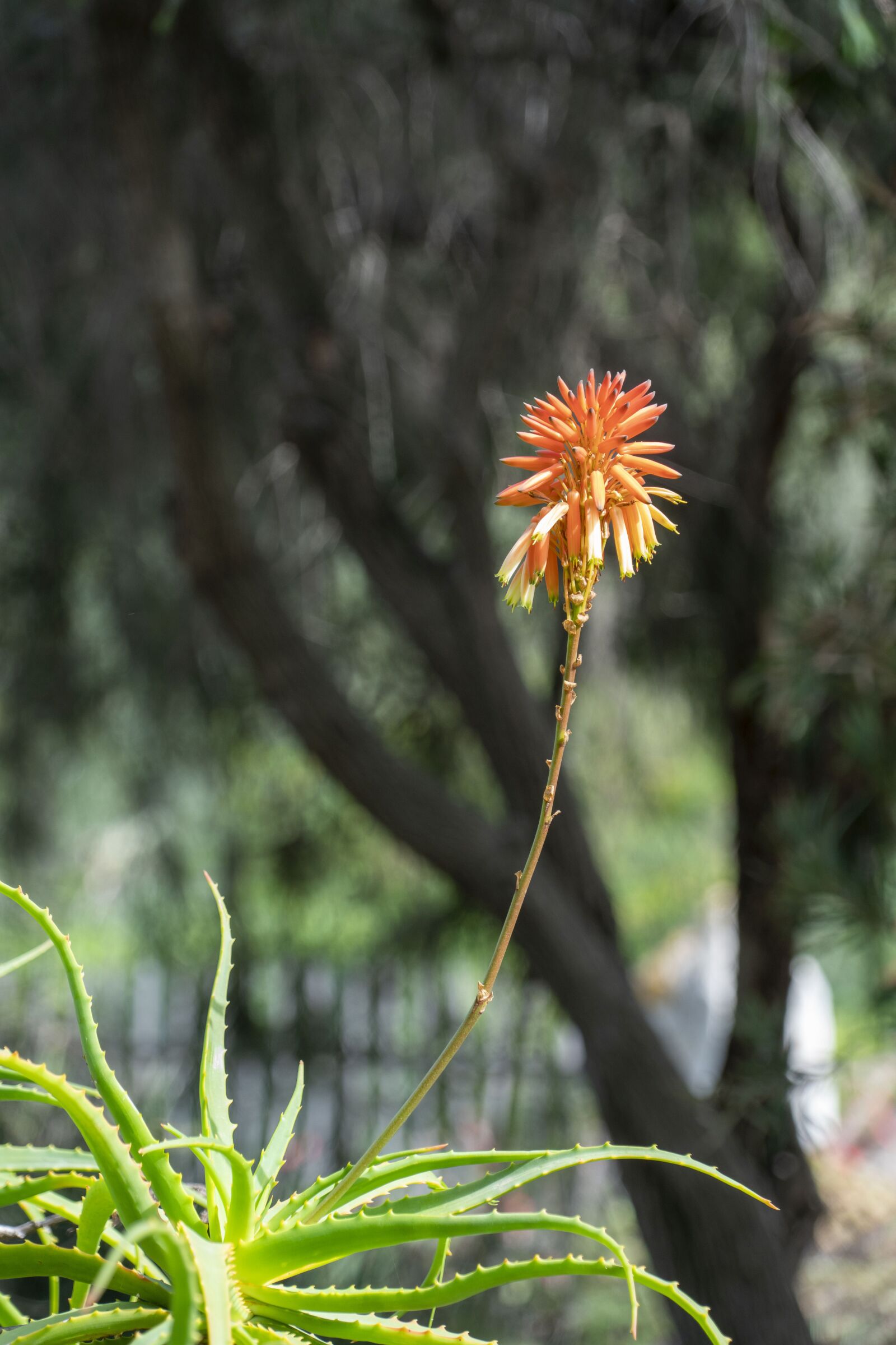 Sony a7R II + Sony FE 24-240mm F3.5-6.3 OSS sample photo. Flower, spring, nature photography