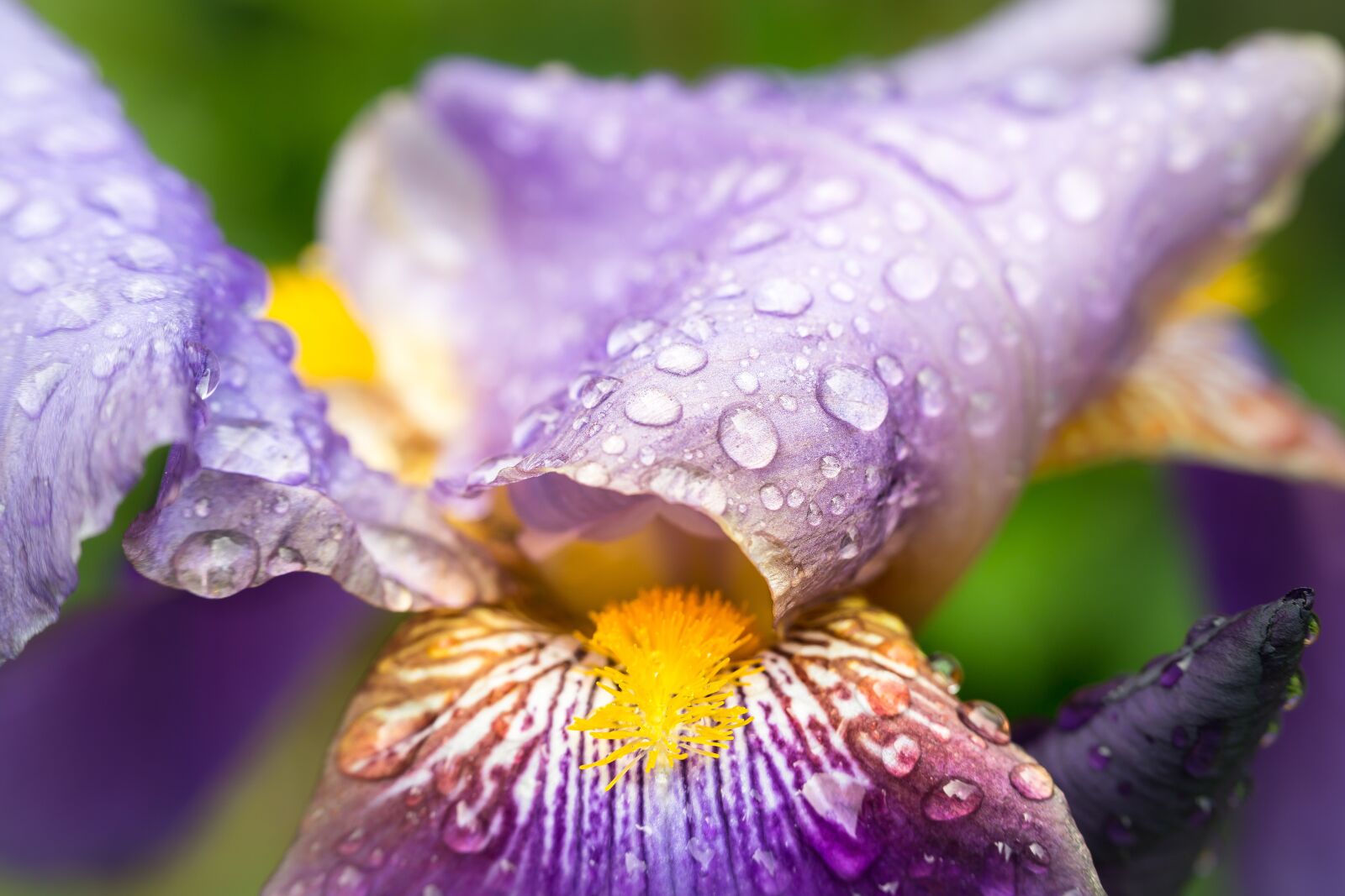Samsung NX300M sample photo. Iris, raindrop, stamp photography