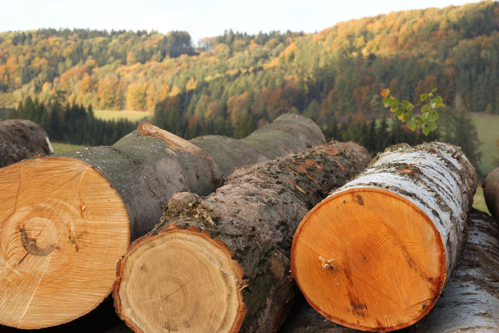 Canon EOS 600D (Rebel EOS T3i / EOS Kiss X5) sample photo. Wood, trees, strain photography