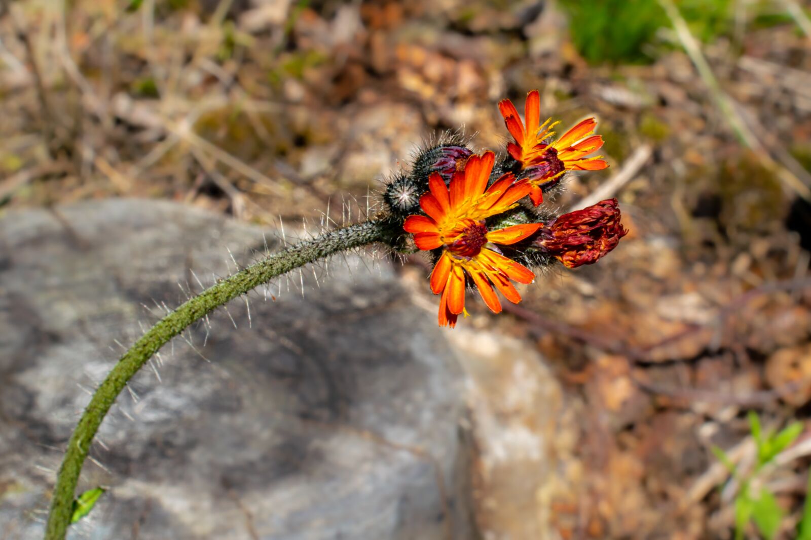 Nikon D5300 sample photo. Hawkweed, flower, petals photography
