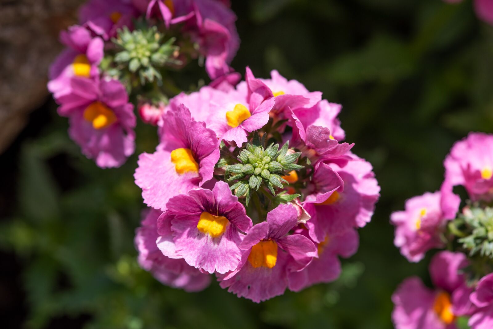 Nikon D750 sample photo. Flowers, pink, garden photography