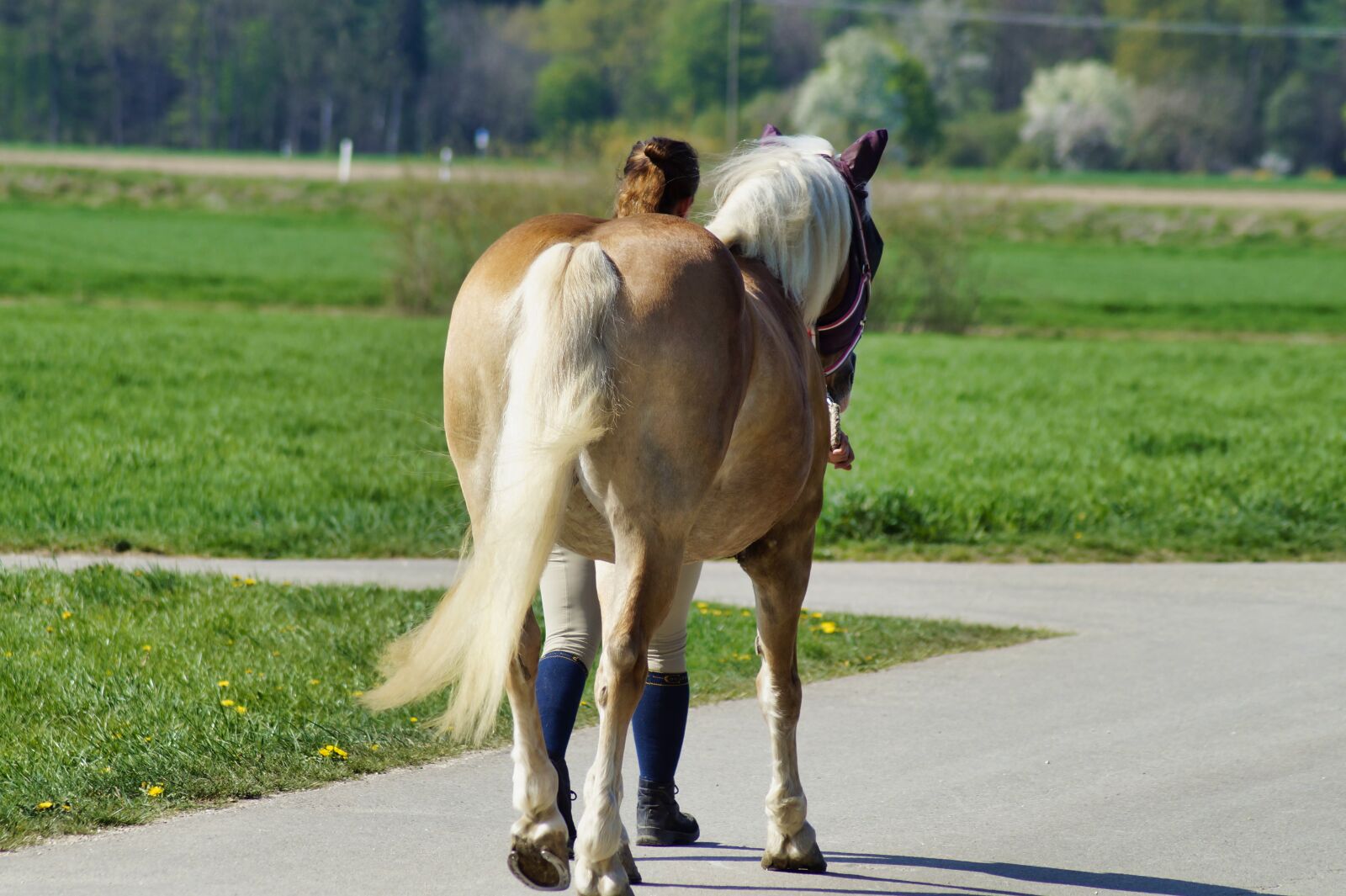 Sony SLT-A58 sample photo. Human, horse, walk photography