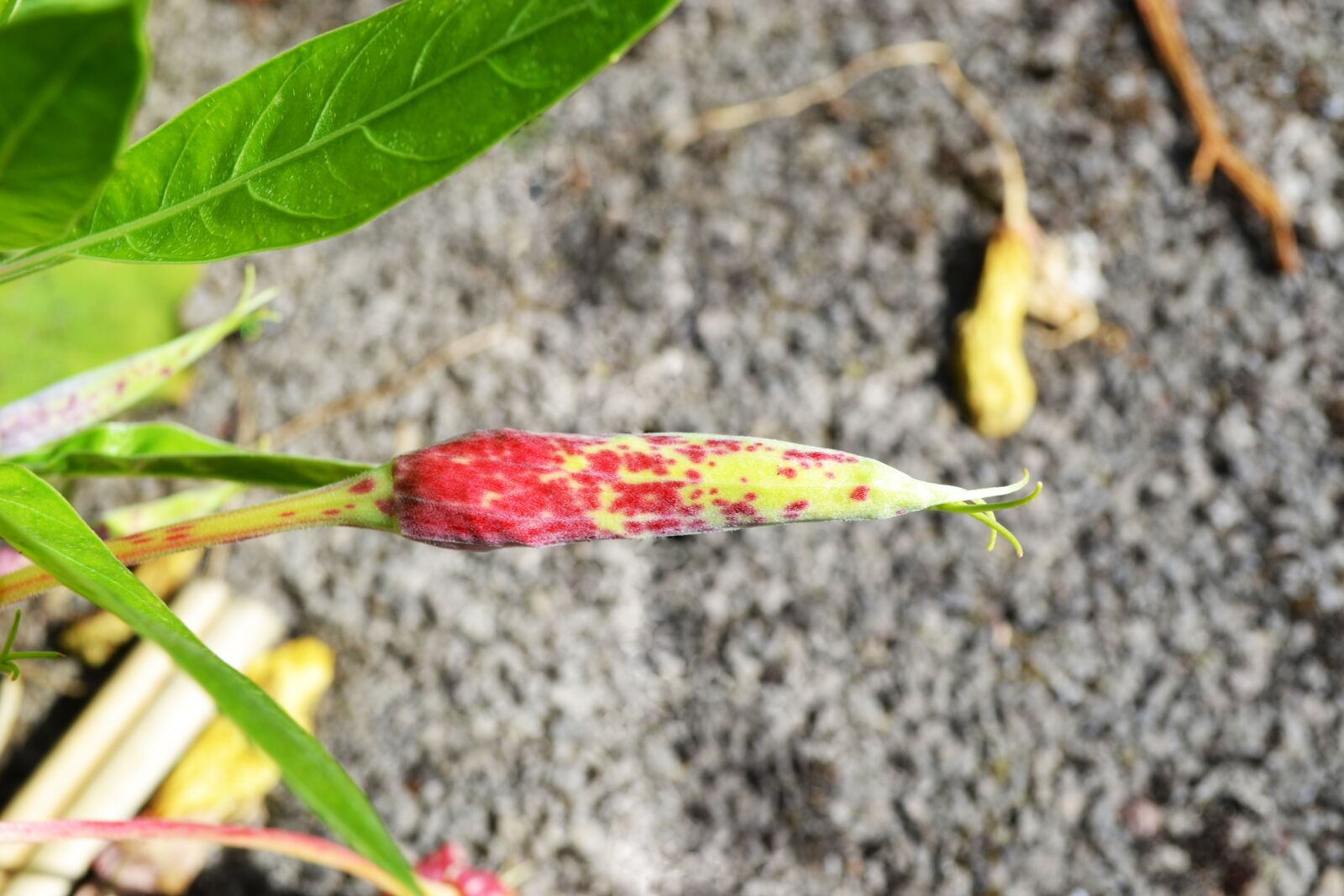 Nikon D3100 sample photo. Dwarf evening primrose, bud photography
