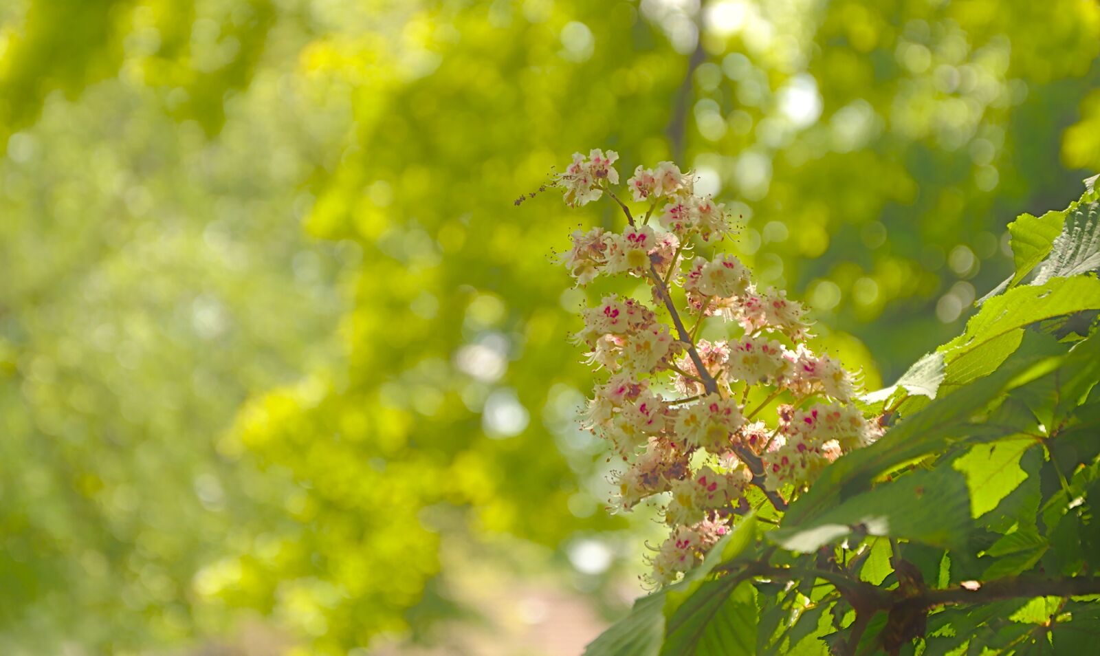 Nikon D5600 sample photo. Chestnut blossom, blossom, bloom photography