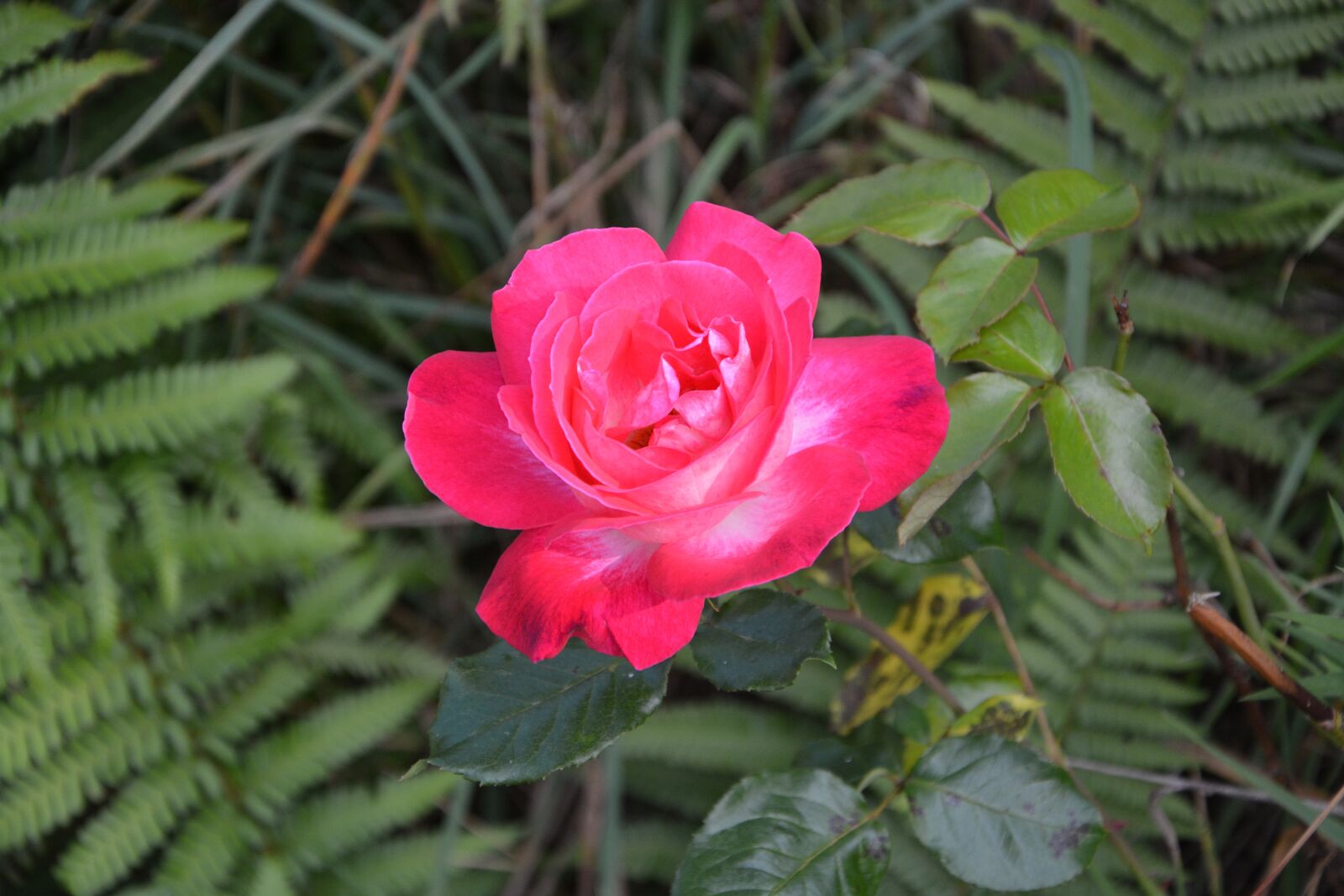 Nikon D5200 sample photo. Pink, love tenderness, offer photography
