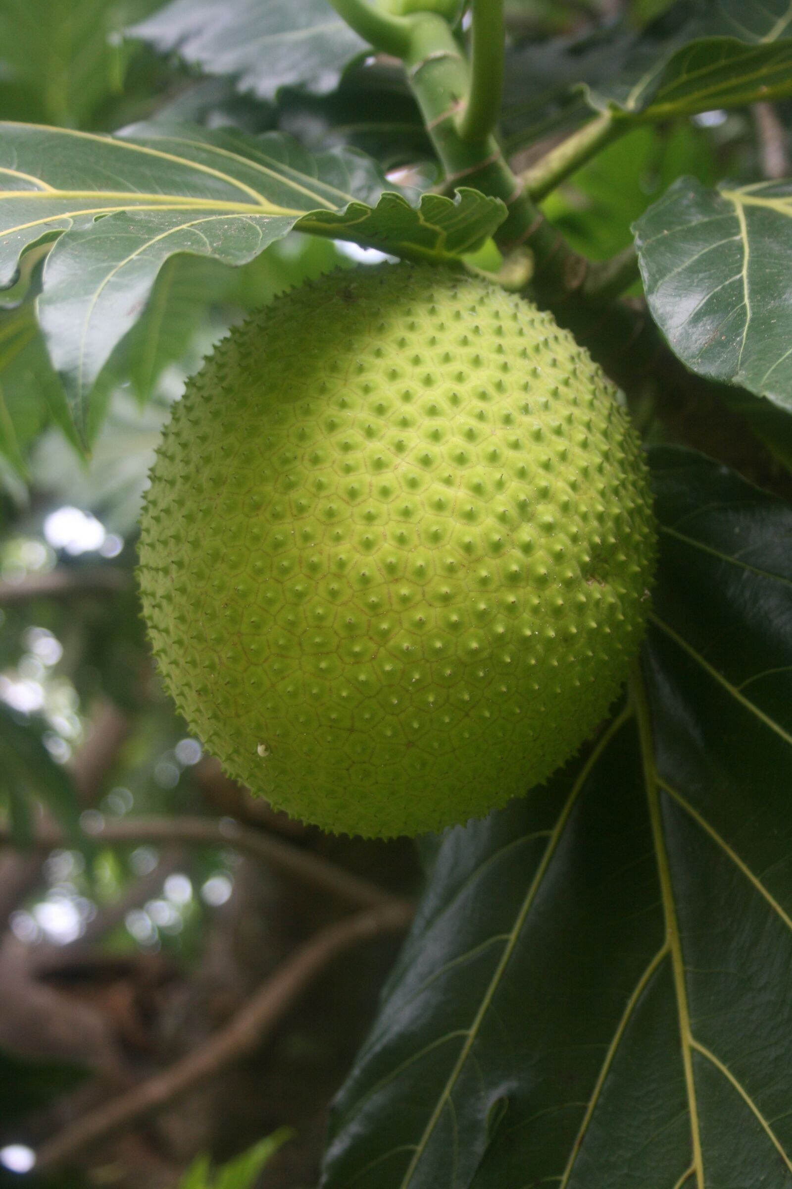 Canon EOS 400D (EOS Digital Rebel XTi / EOS Kiss Digital X) sample photo. Tropical, breadfruit, exotic photography