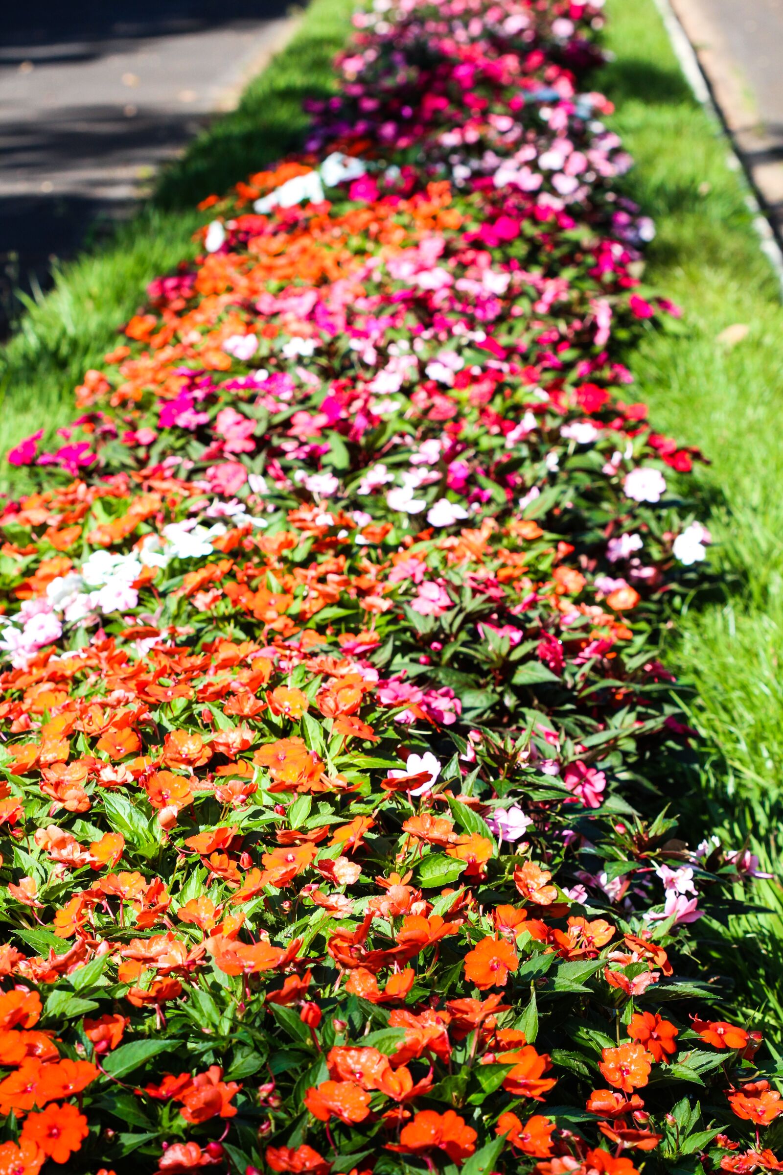 Canon EF 100mm F2.8 Macro USM sample photo. Spring, flower arrangement, small photography