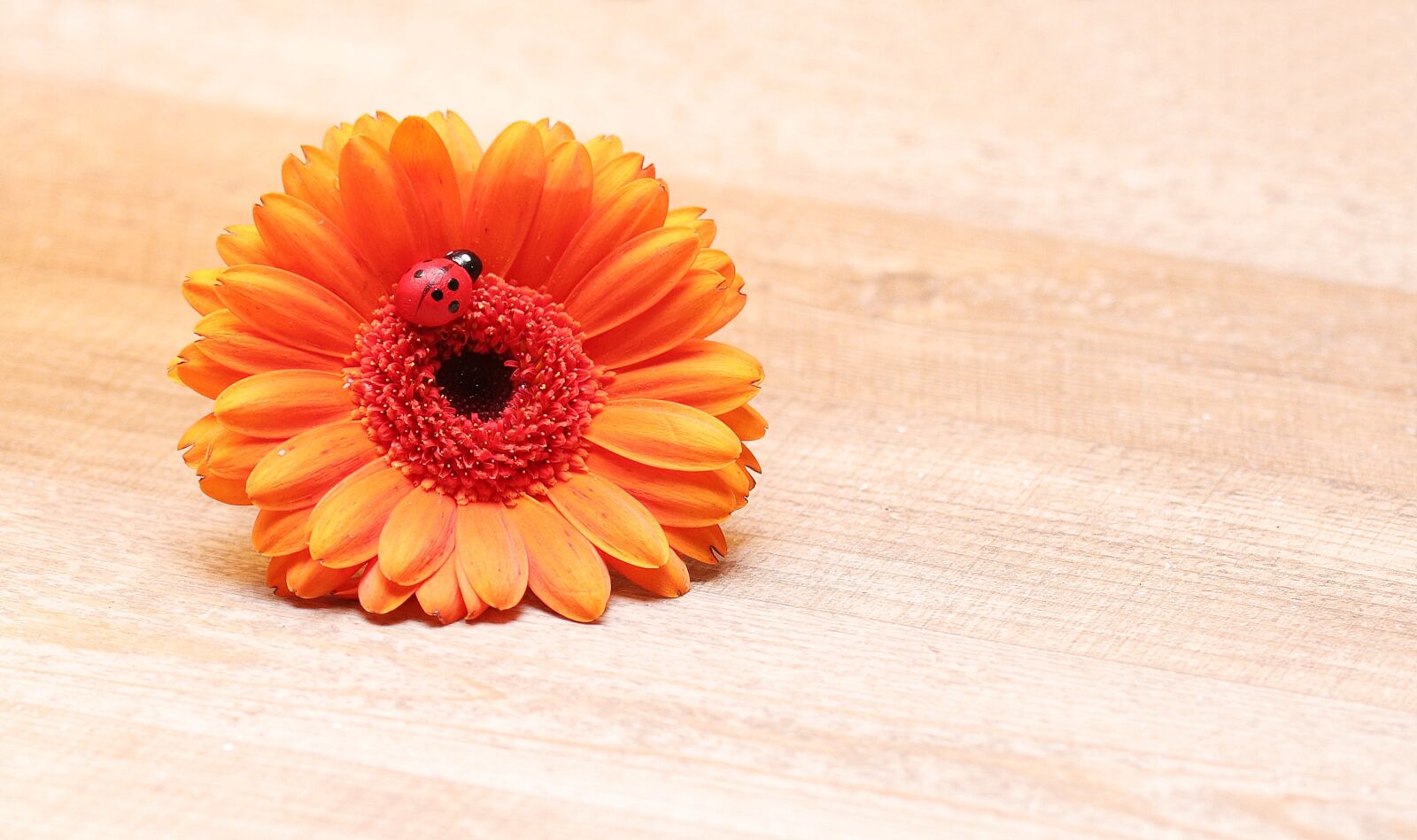 Canon EOS 80D sample photo. Gerbera, ladybug, lucky ladybug photography