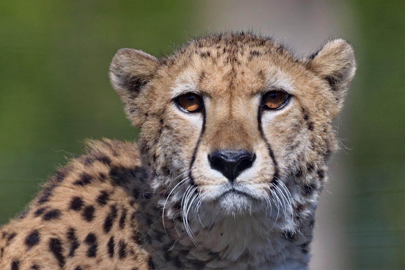 Canon EOS 77D (EOS 9000D / EOS 770D) sample photo. Cheetah, beast, cat photography