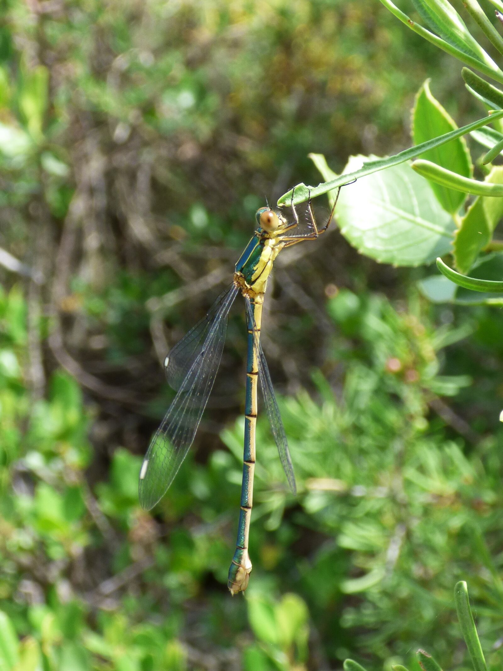 Panasonic Lumix DMC-FZ70 sample photo. Dragonfly, damselfly, green dragonfly photography