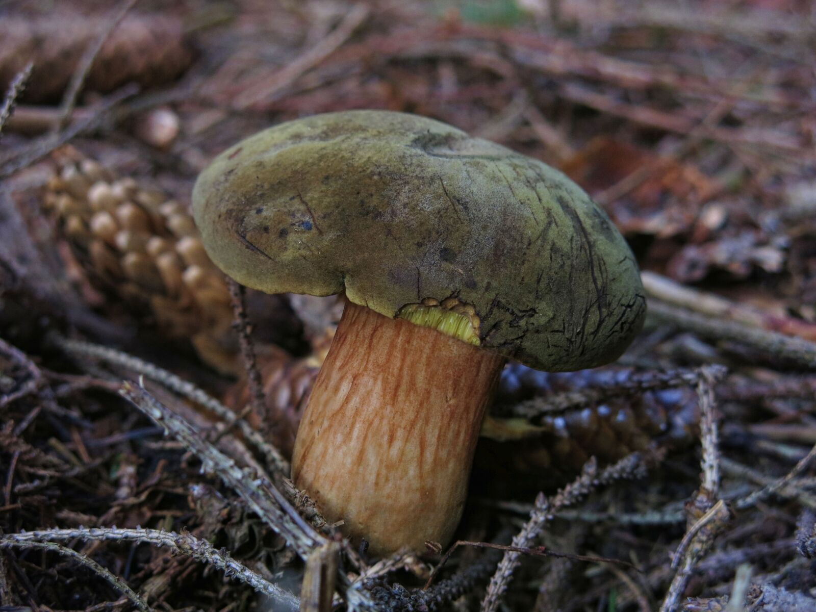 Canon PowerShot G15 sample photo. Mushroom, forest, nature photography
