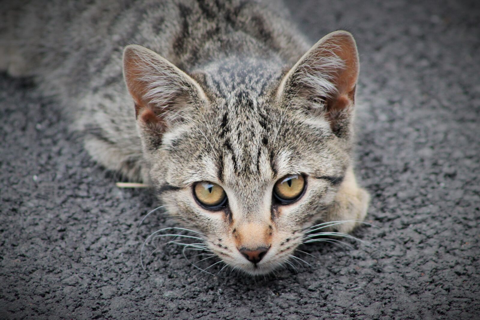 Canon EOS 1100D (EOS Rebel T3 / EOS Kiss X50) sample photo. Cat, animal, animals photography