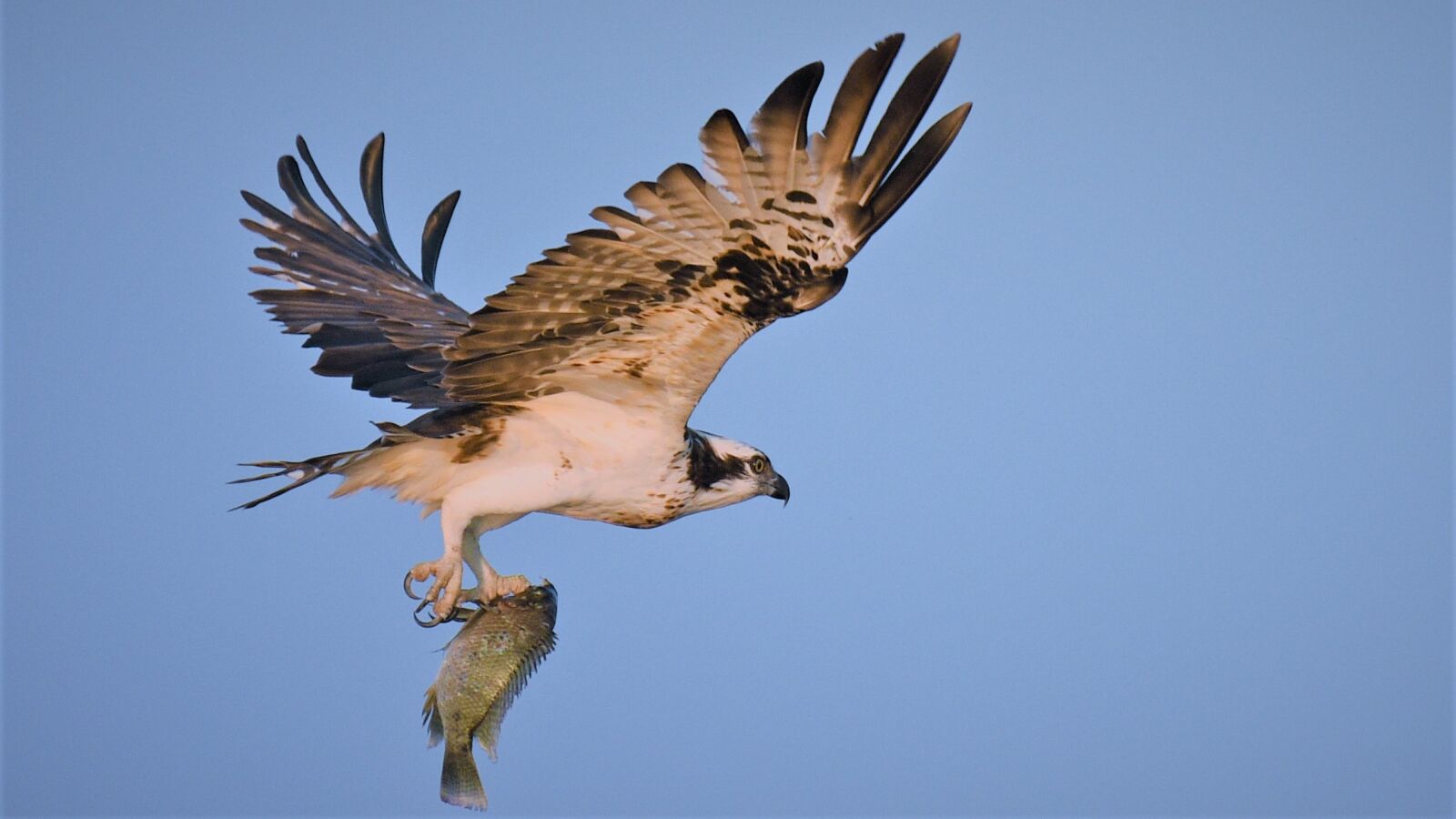Nikon D4S sample photo. Bird, wildlife, raptor photography