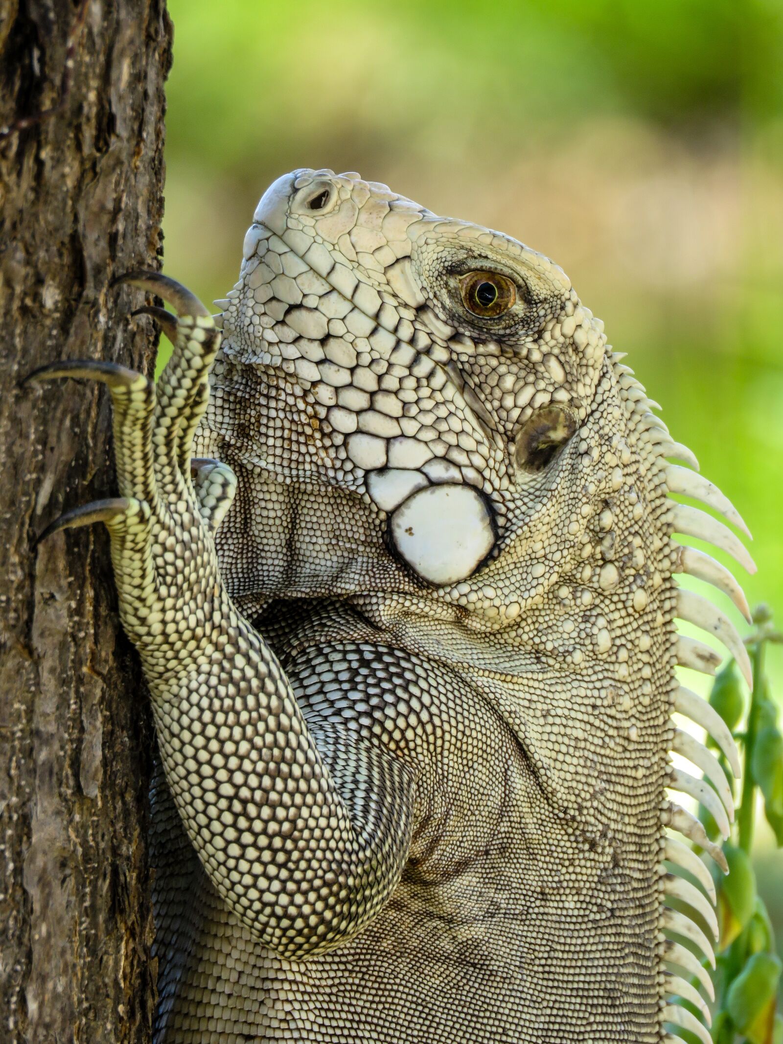 Canon PowerShot SX60 HS sample photo. Iguana, animal, tree photography