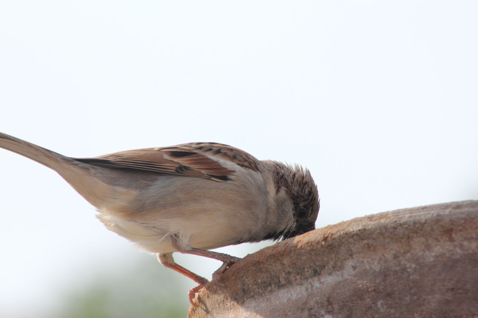 Canon EF 75-300mm f/4-5.6 USM sample photo. Bird, drinking, indian, sparrow photography