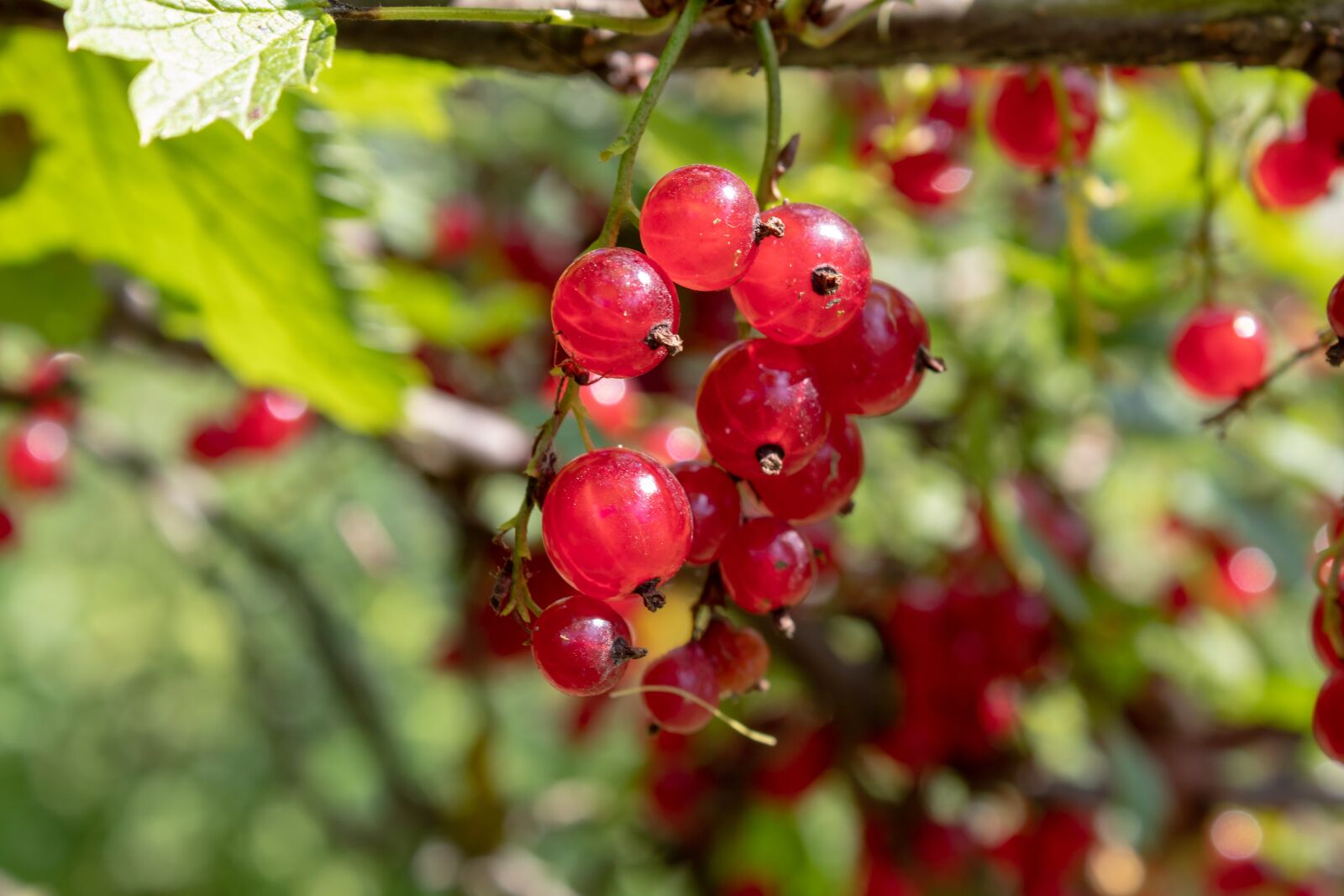 Canon EOS 1300D (EOS Rebel T6 / EOS Kiss X80) sample photo. Currant, berry, red photography