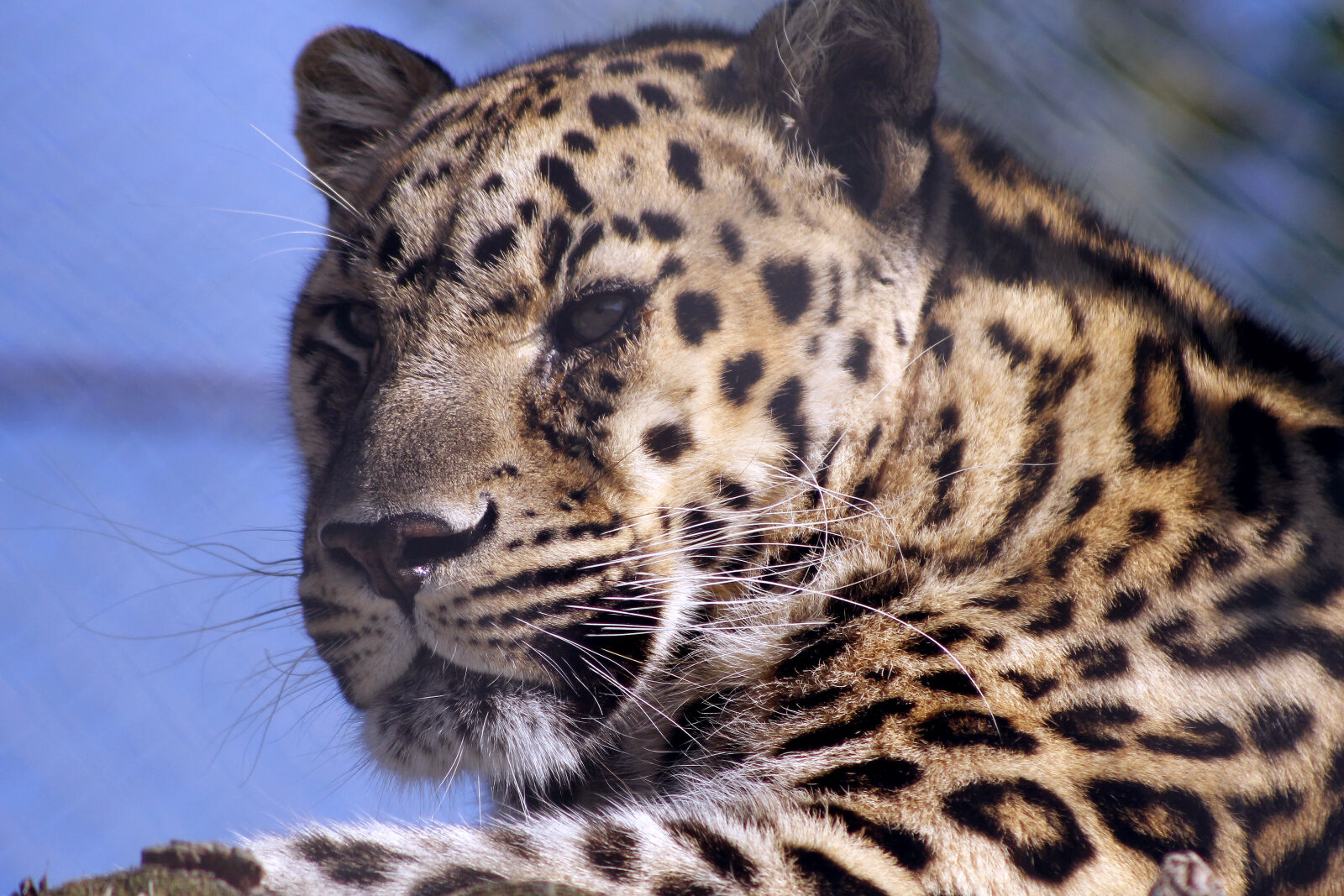 Canon EOS 1100D (EOS Rebel T3 / EOS Kiss X50) sample photo. Big, cat, cat, leopard photography