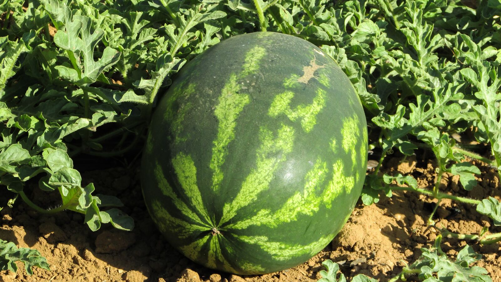 Canon PowerShot SX400 IS sample photo. Watermelon, plant, agriculture photography